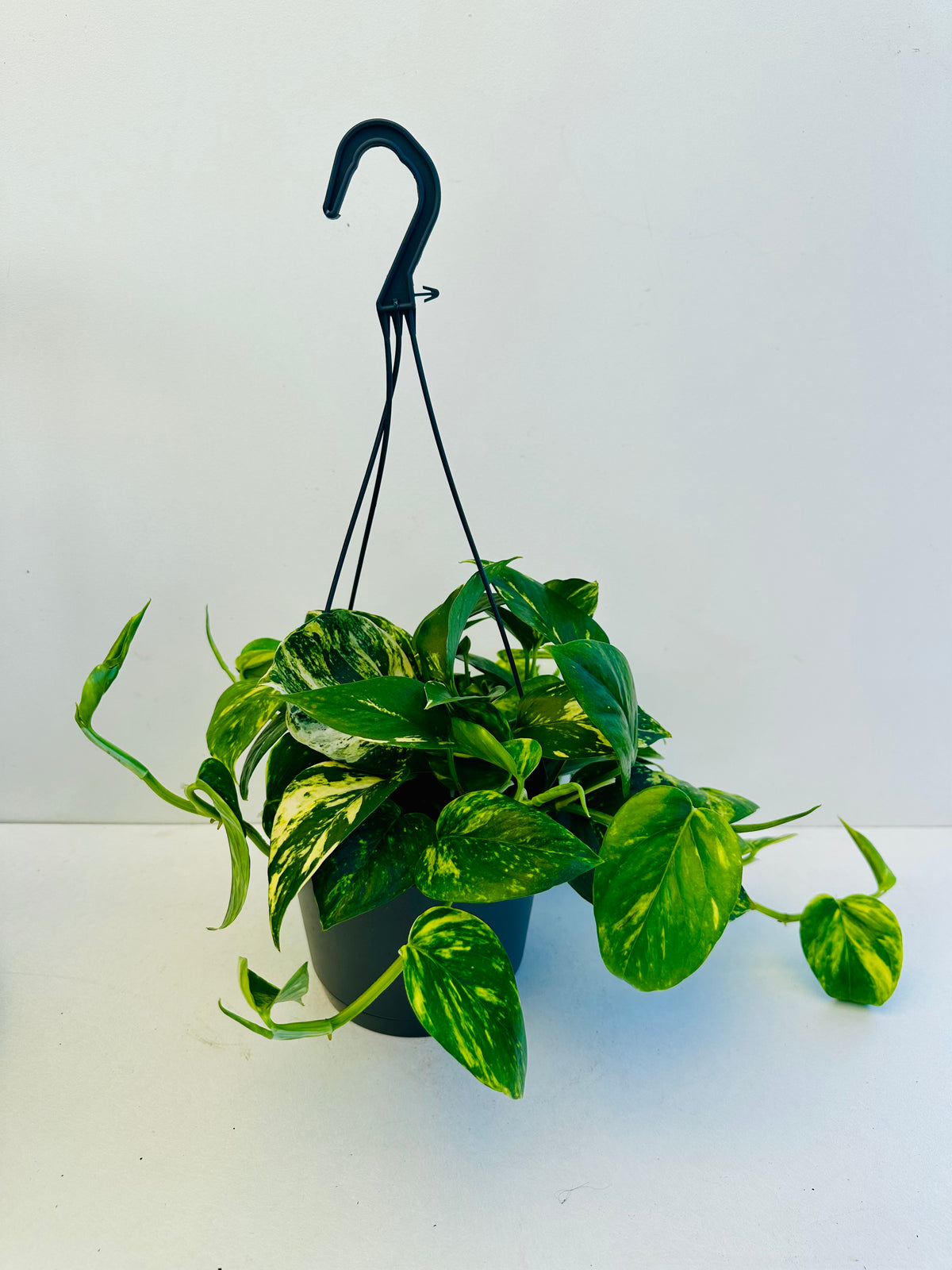 Epipremnum Aureum Golden Pothos 17cm