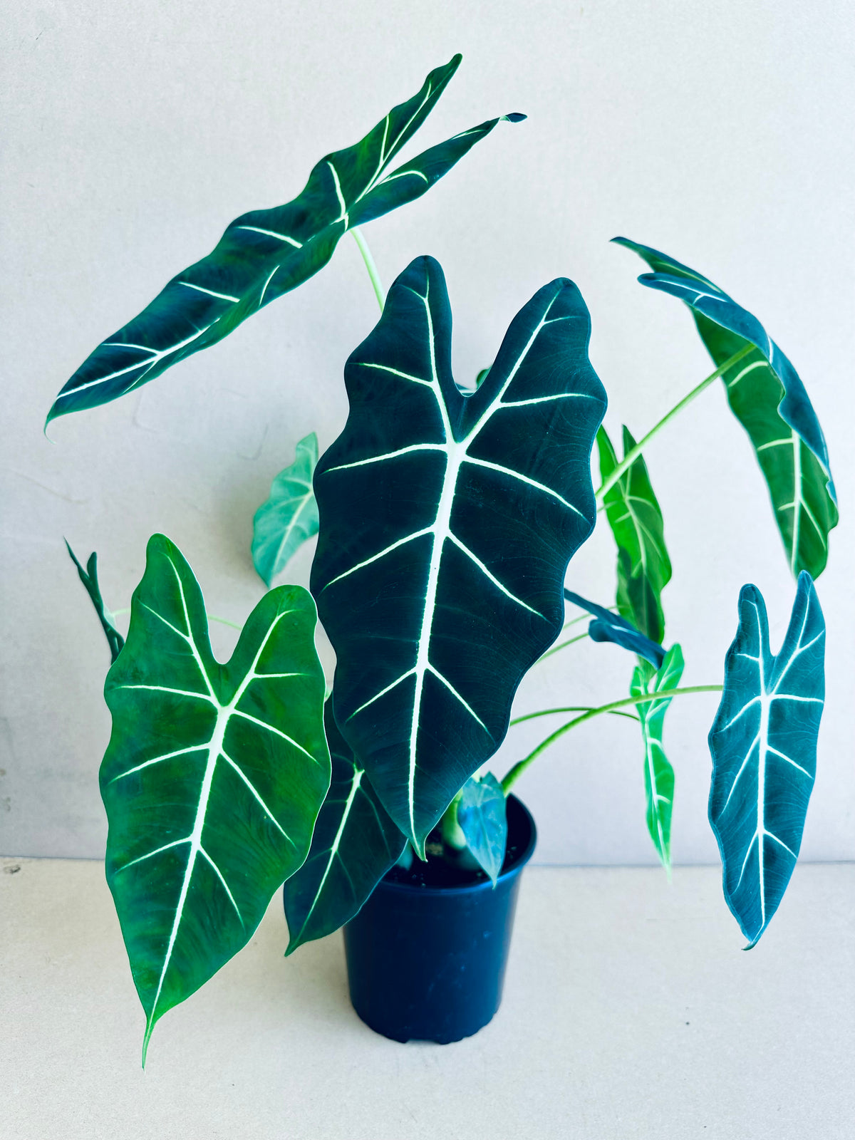 Alocasia Frydek 17cm