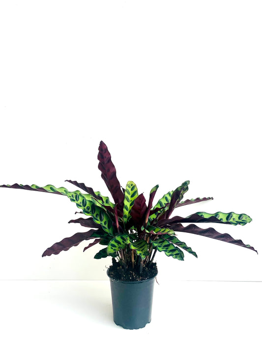 Calathea Insignis 12cm - Urban Lush NZ