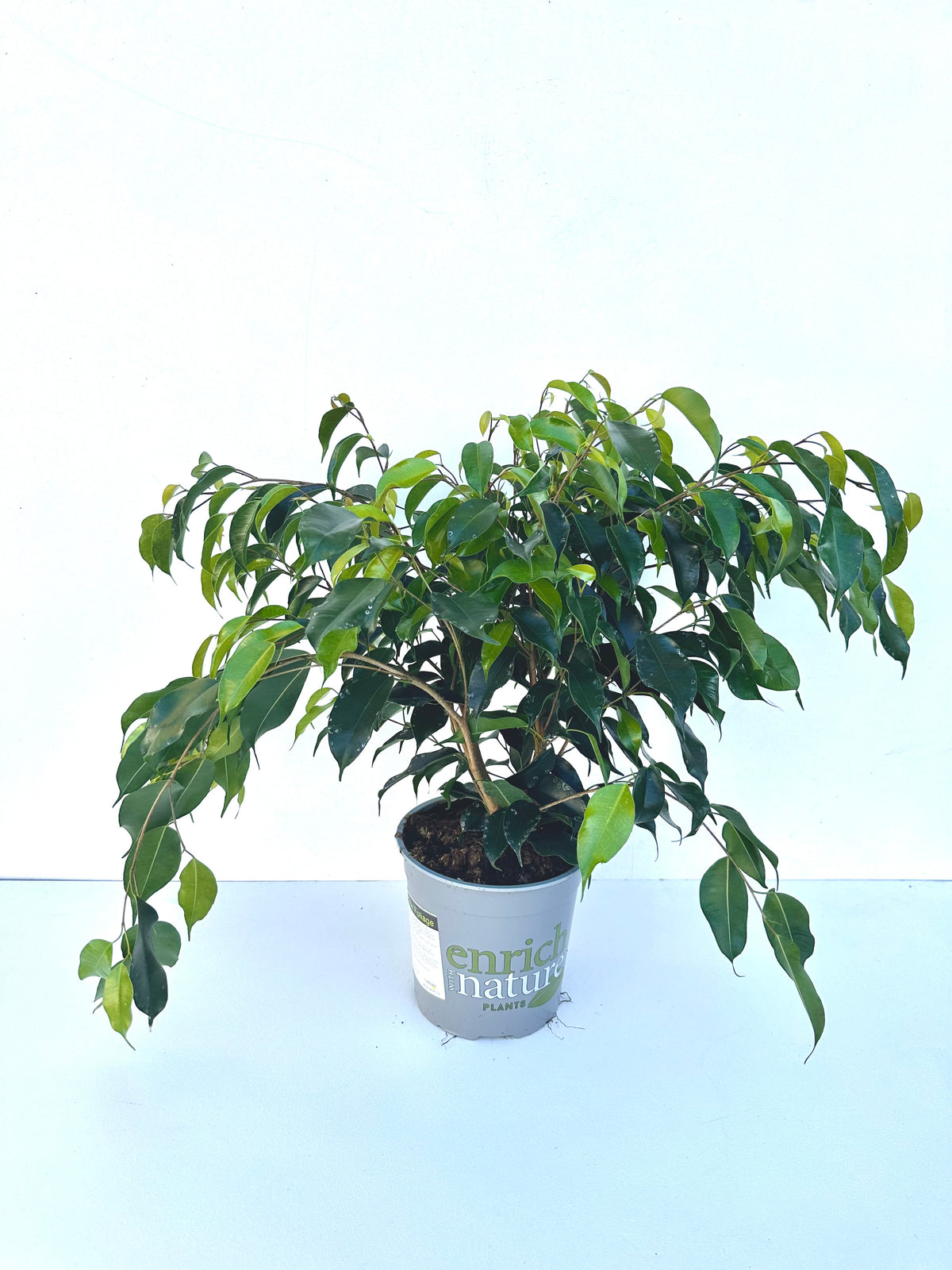 Ficus Danielle 17CM