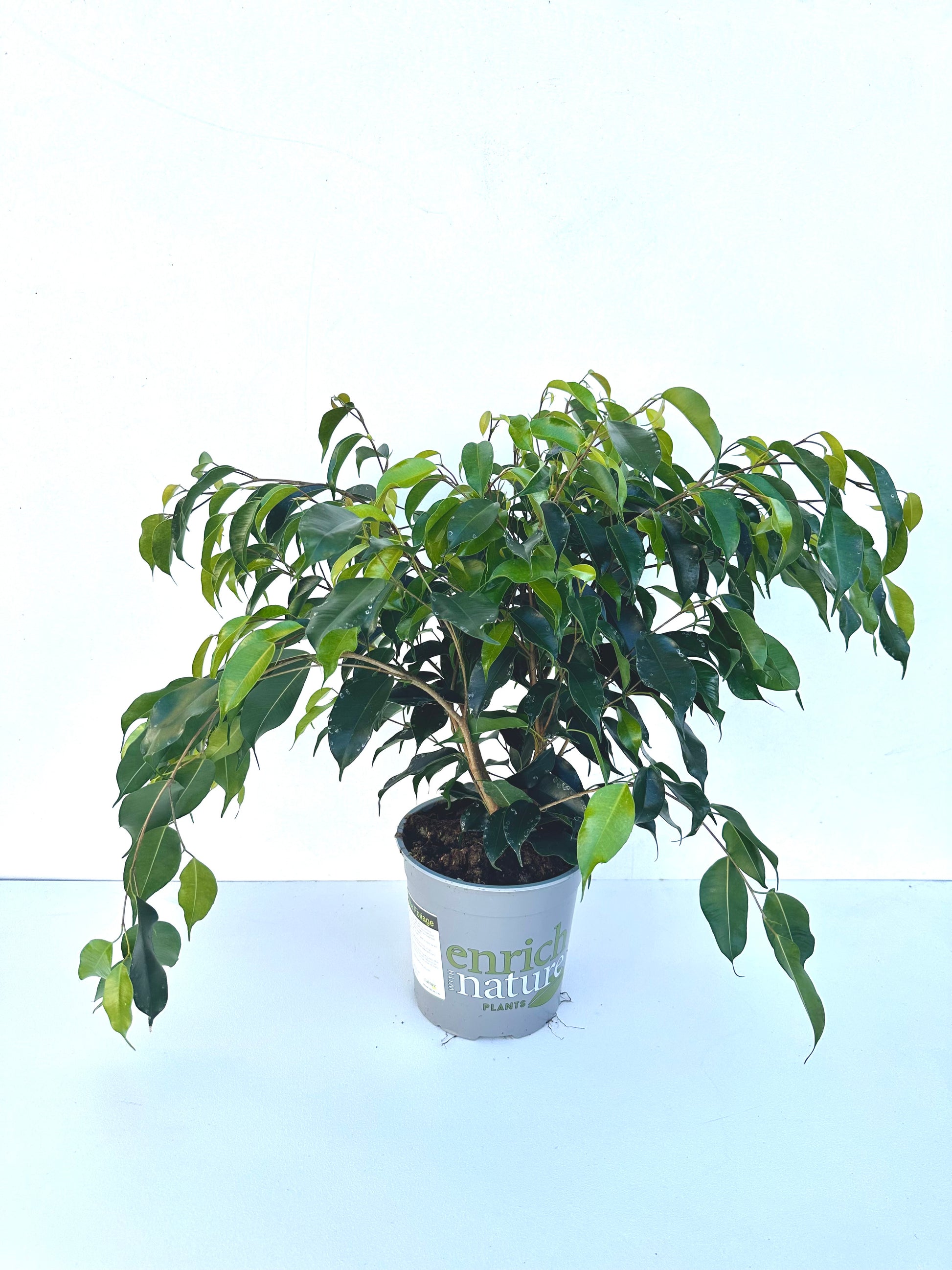 Ficus Danielle (Weeping Fig) 17CM - Urban Lush NZ