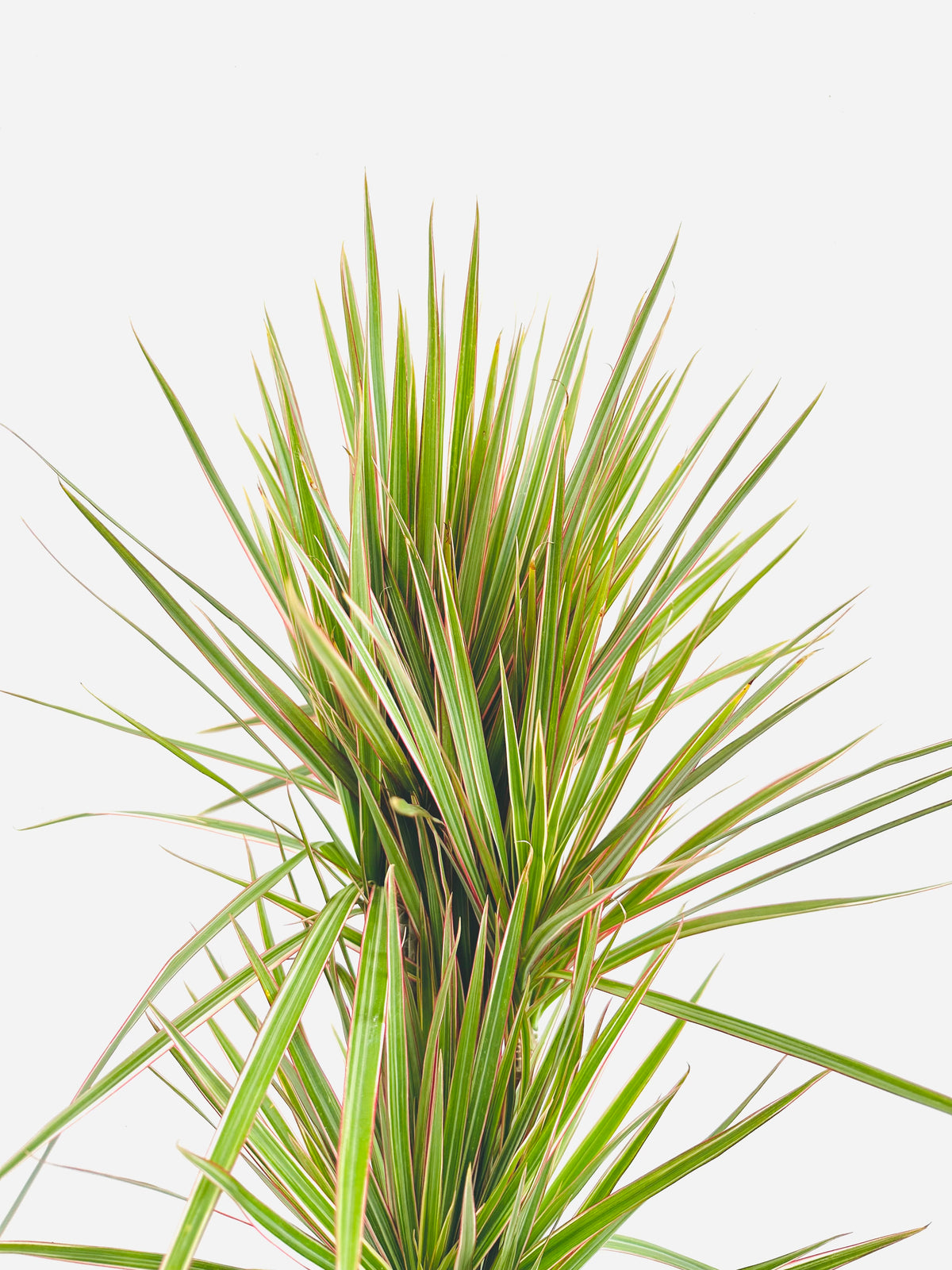 Dracaena Marginata Bicolour Tripple Planted 4.5L - Urban Lush NZ
