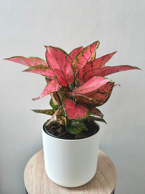 Aglaonema Red Lady 17cm