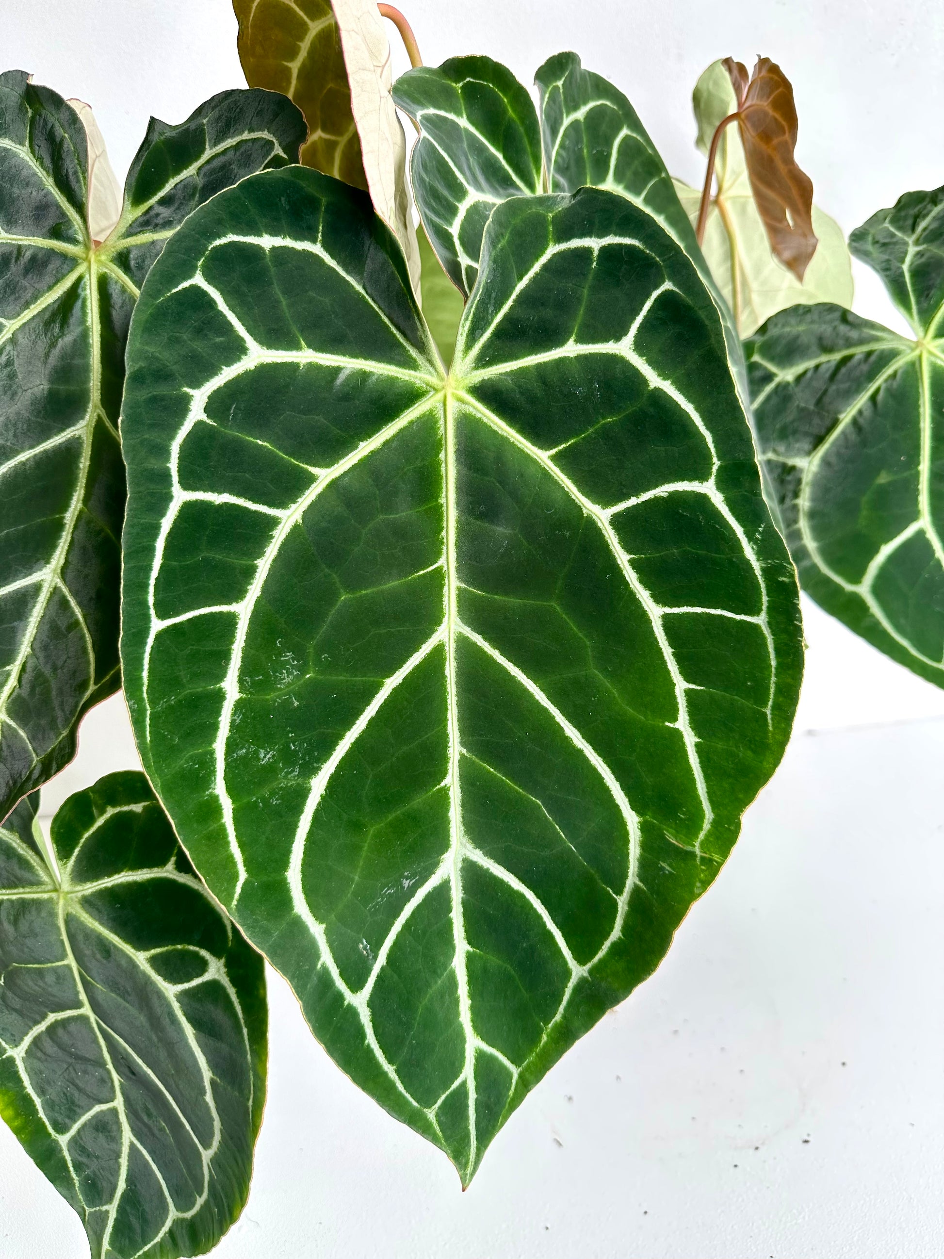 Anthurium Crystallinum 17CM - Urban Lush NZ