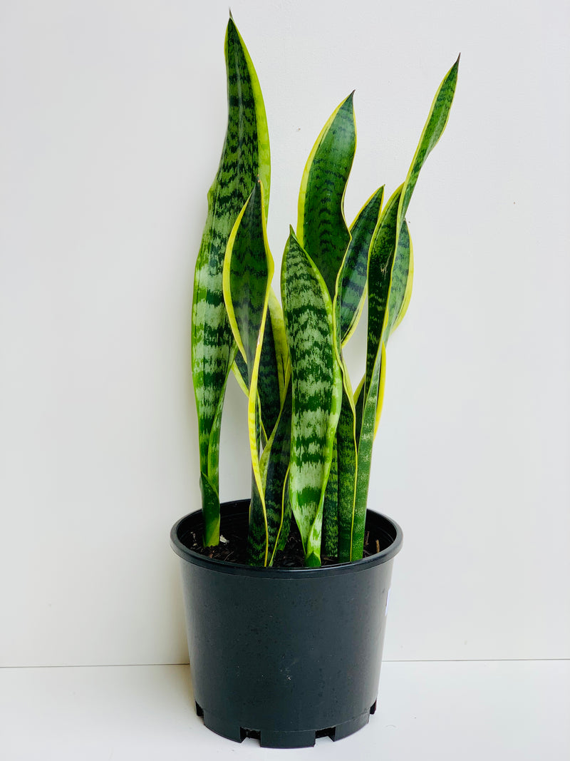 Sansevieria Tri Variegated 4.5L - Urban Lush NZ