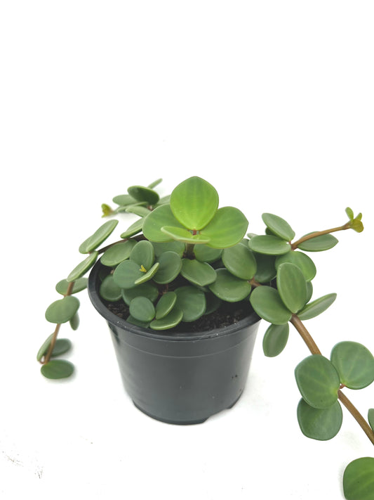 Peperomia Hope 14CM - Urban Lush NZ
