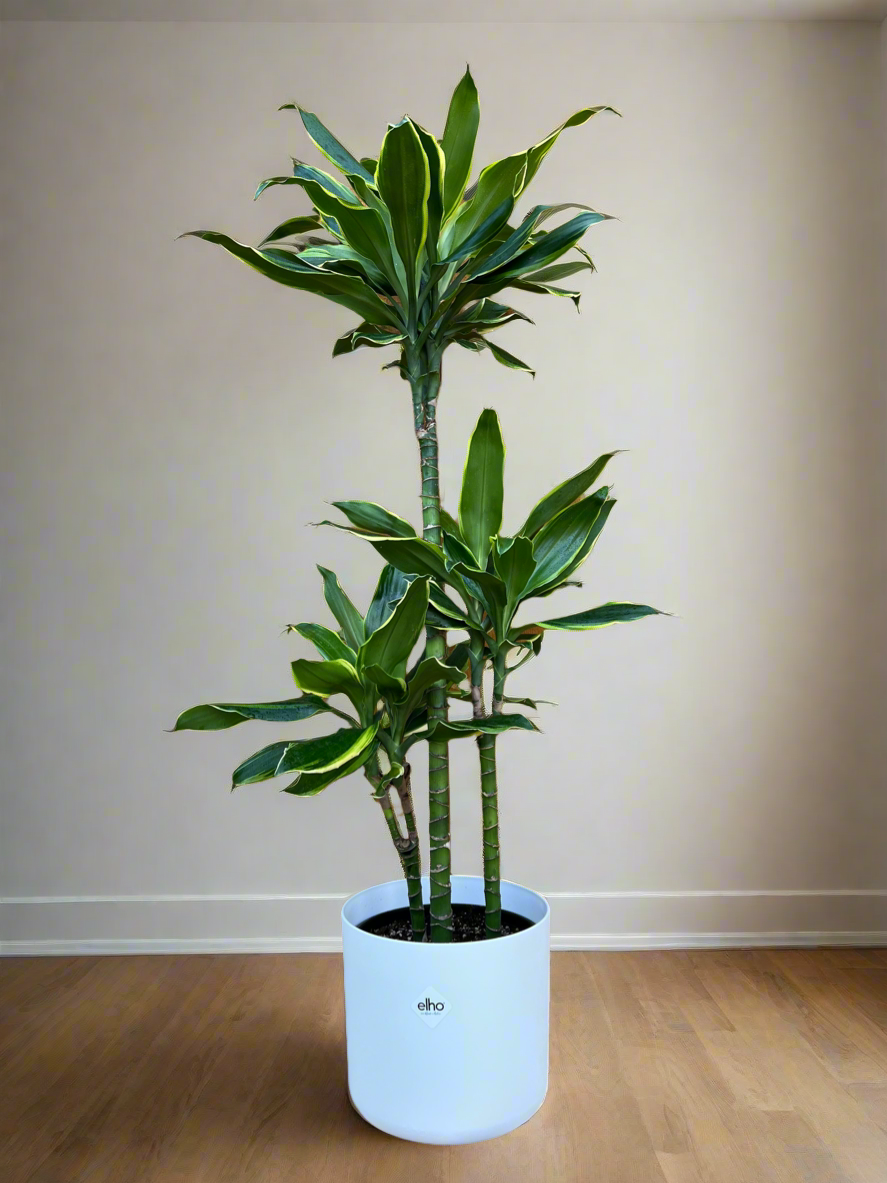 Dracaena Gold Coast 4.5L - Urban Lush NZ