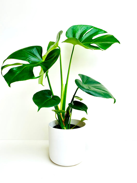 Monstera Deliciosa 14cm - Urban Lush NZ
