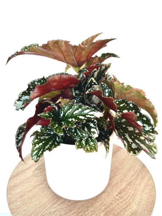 Begonia Bohemian Forest 12CM