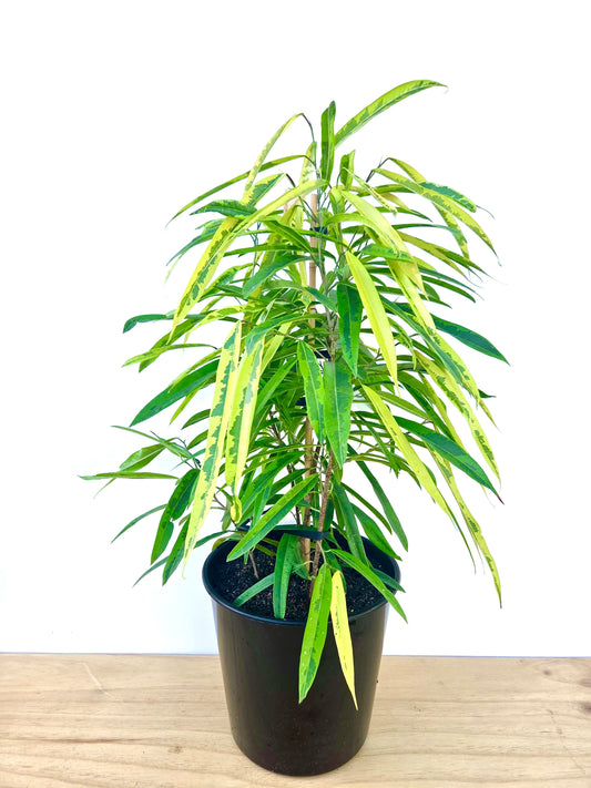 Ficus Amstel Green Gold 25CM