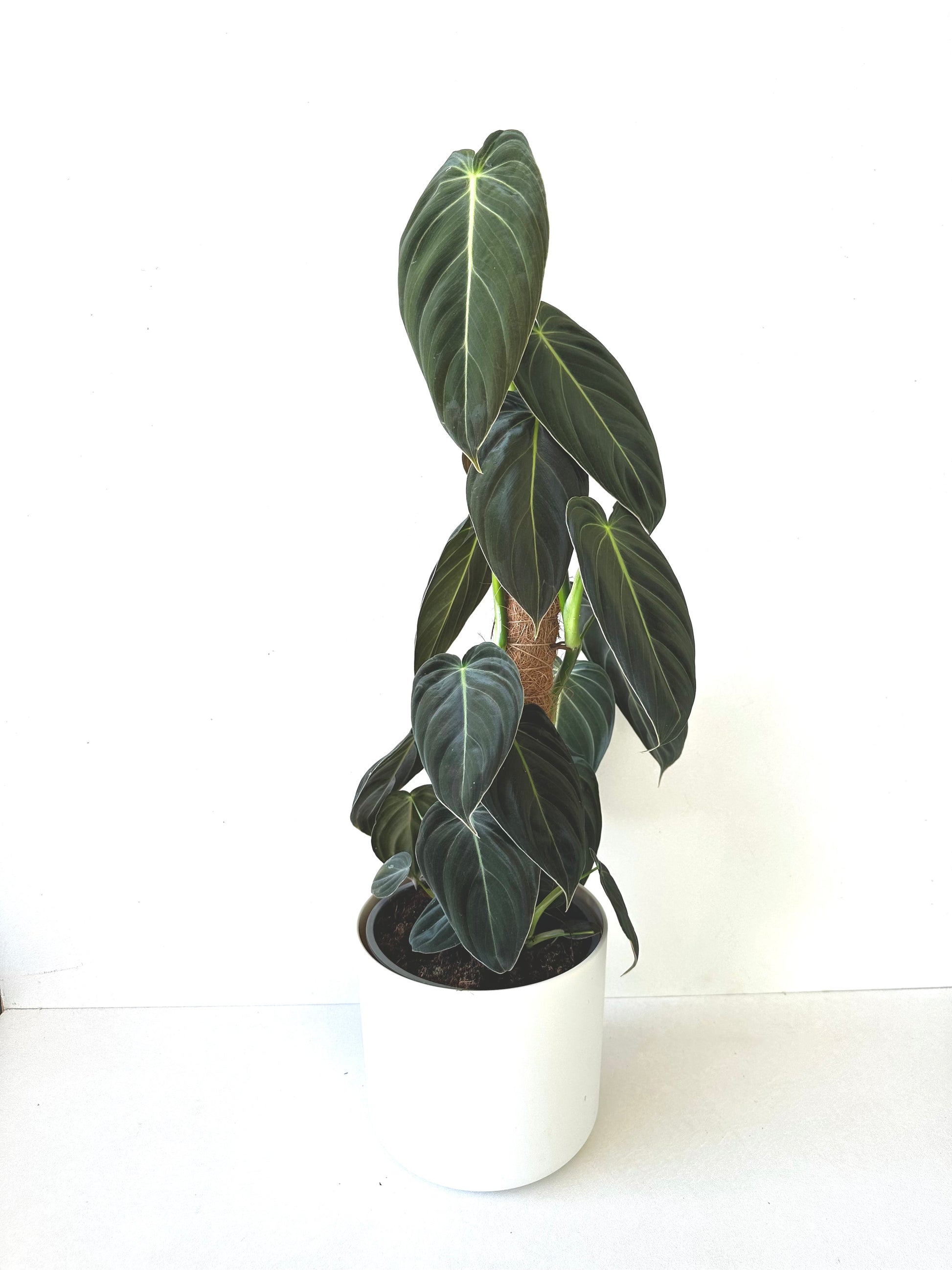 Philodendron Melanochrysum 17CM - Urban Lush NZ