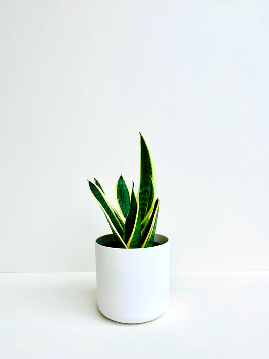 Sansevieria Futura Variegated (Snake Plant) 14CM - Urban Lush NZ