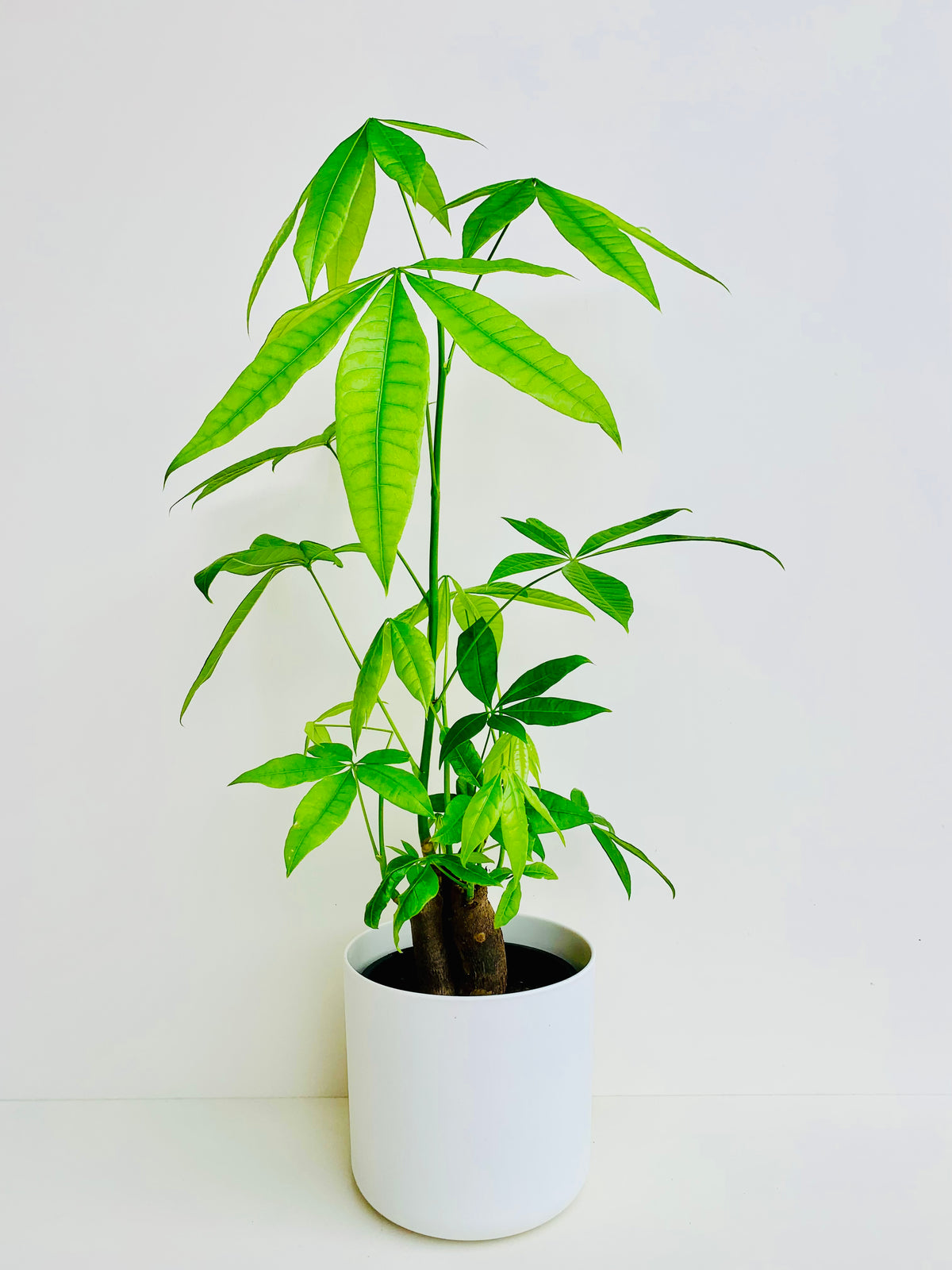 Pachira Aquatica Money Tree 14CM