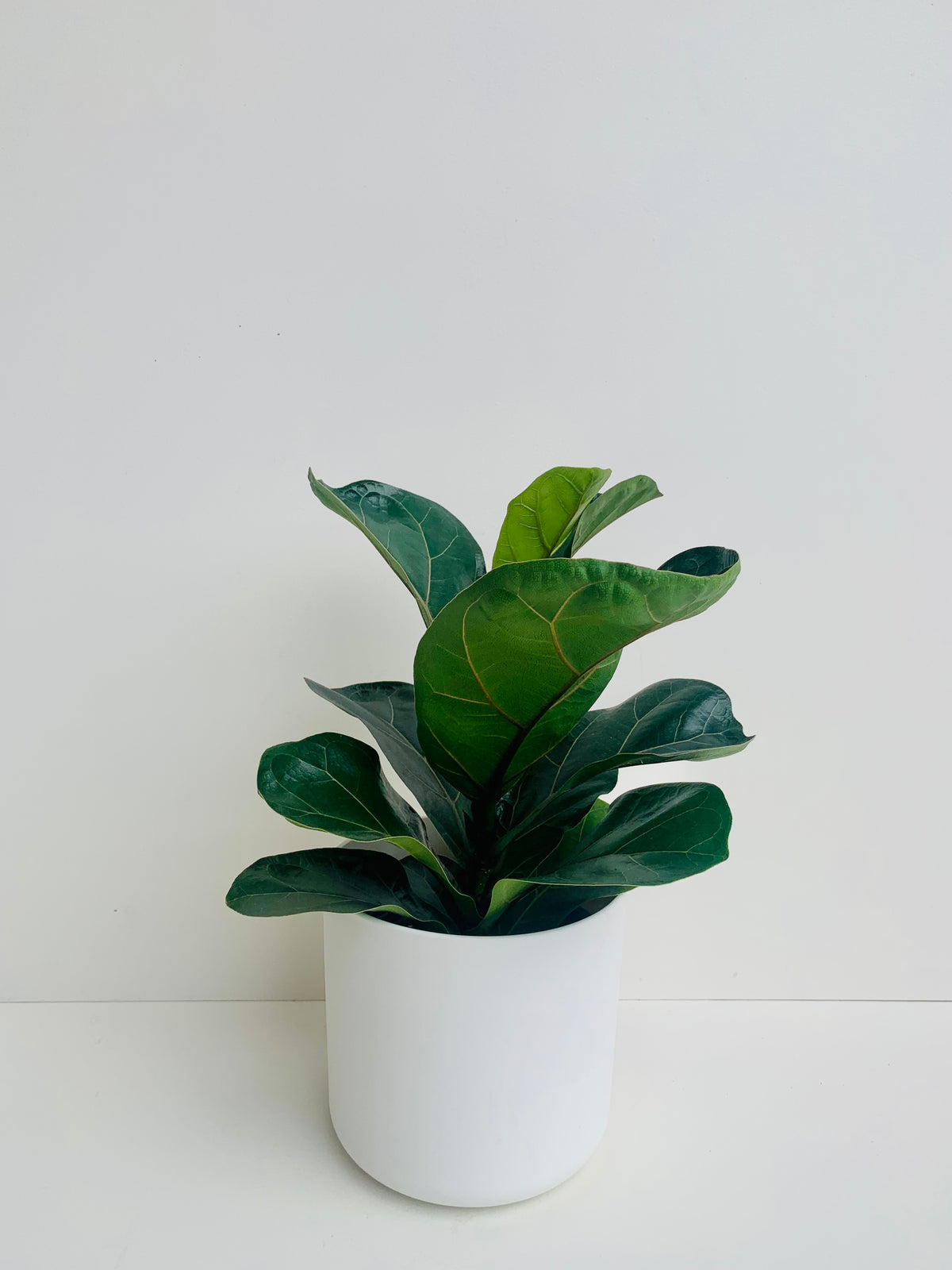 Ficus Bambino 14cm - Urban Lush NZ