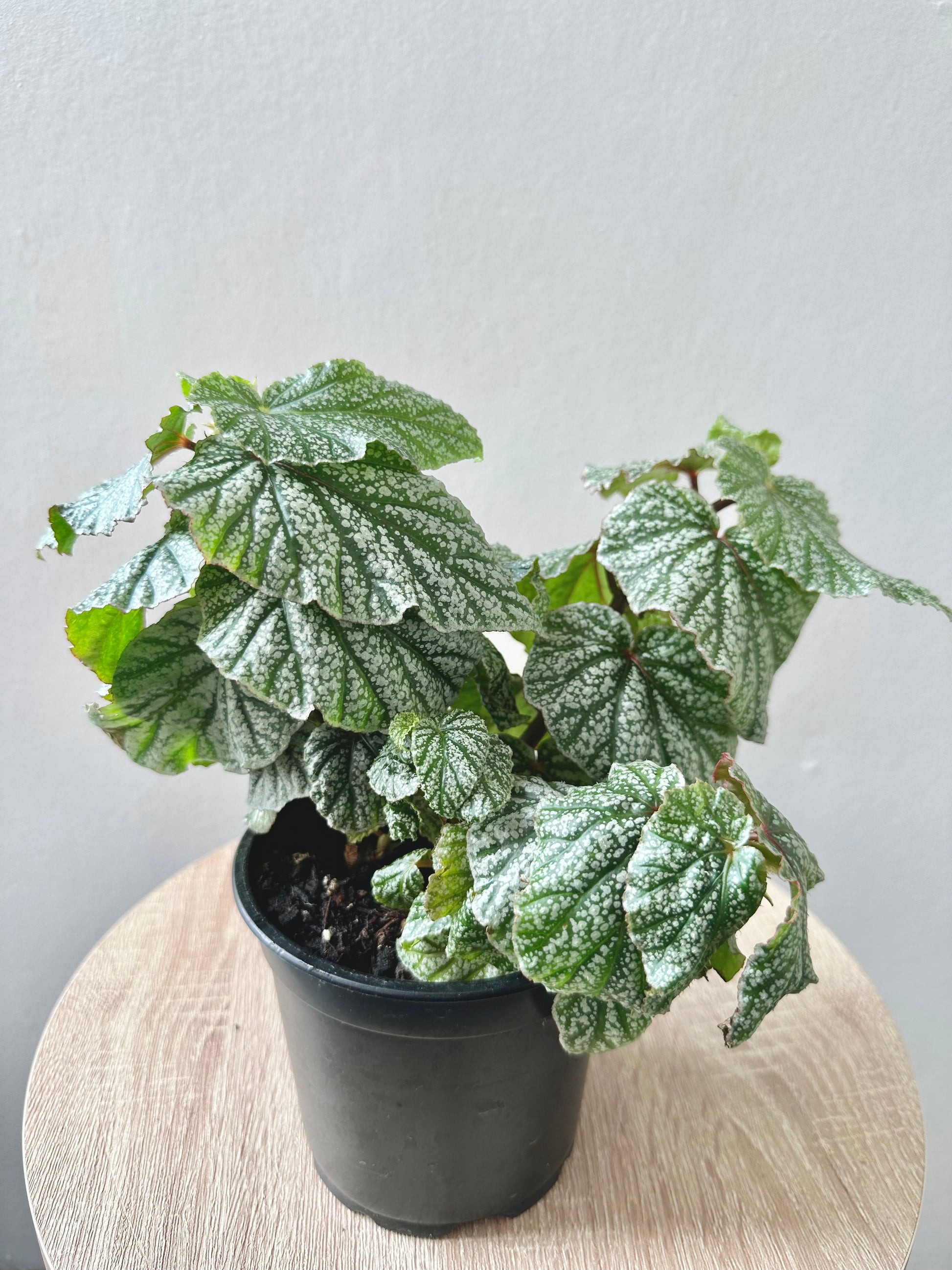 Begonia ‘Don Miller’ 12cm - Urban Lush NZ
