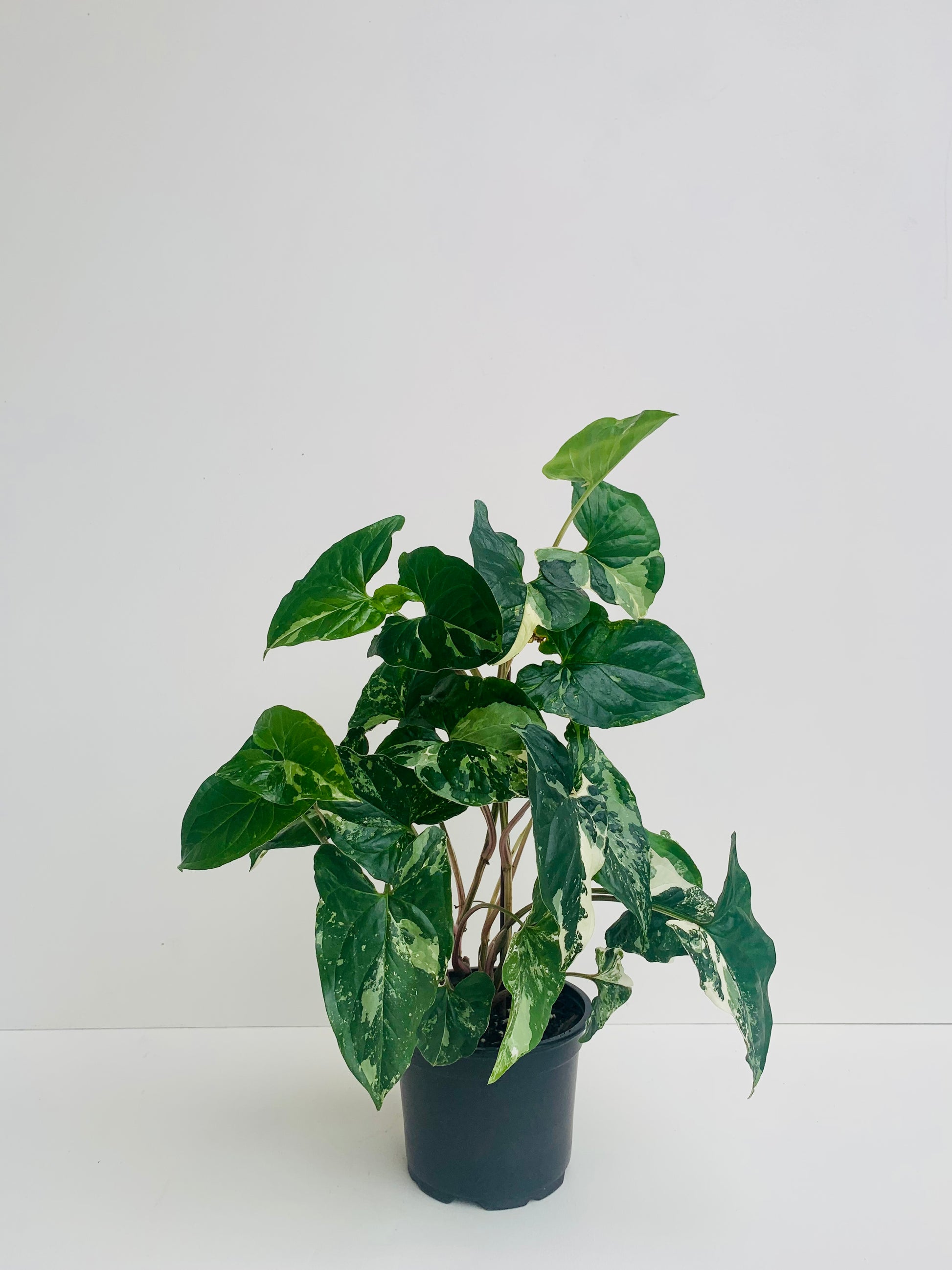 Syngonium Albo 12cm - Urban Lush NZ