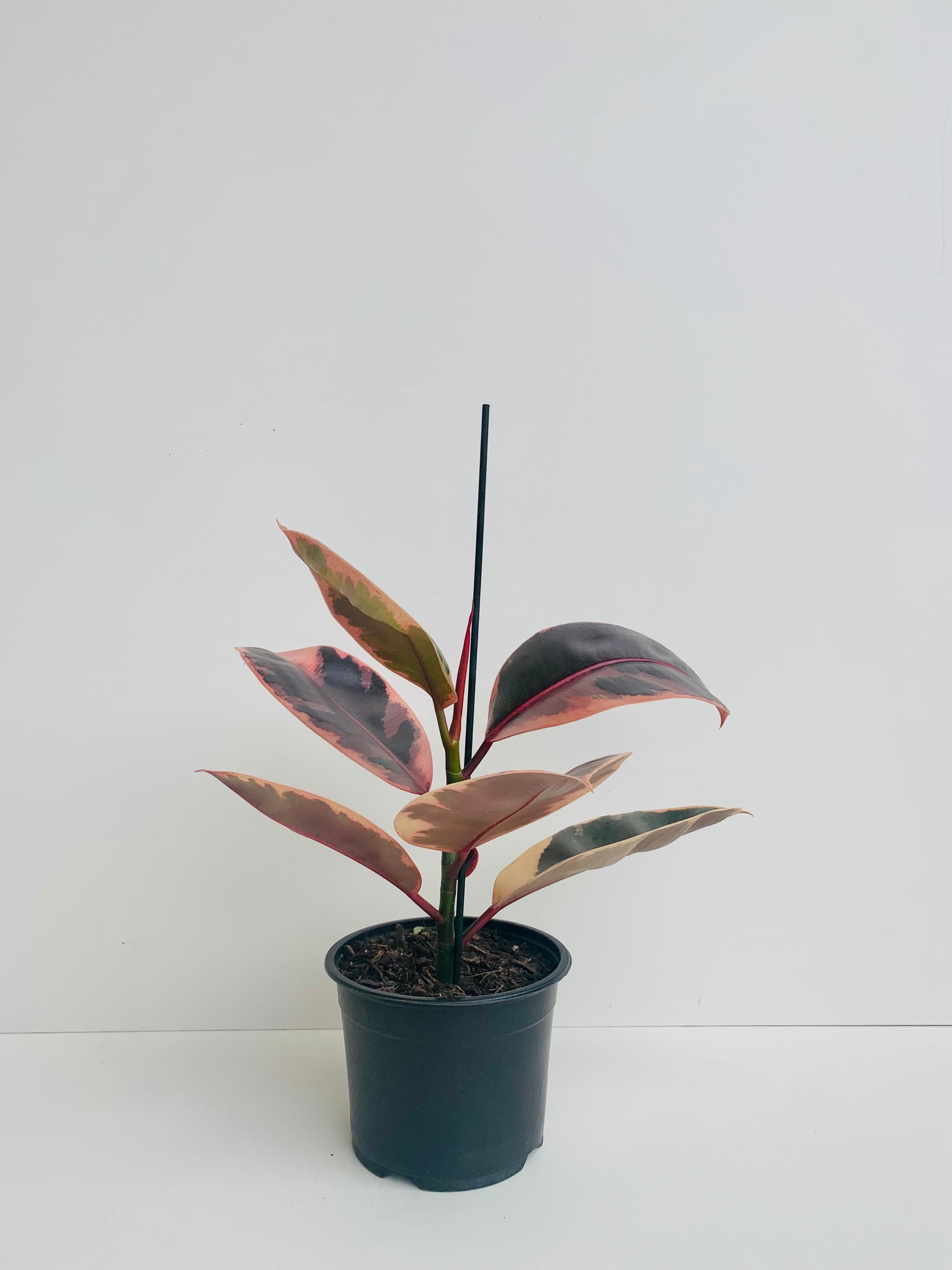 Ficus Ruby 14cm - Urban Lush NZ