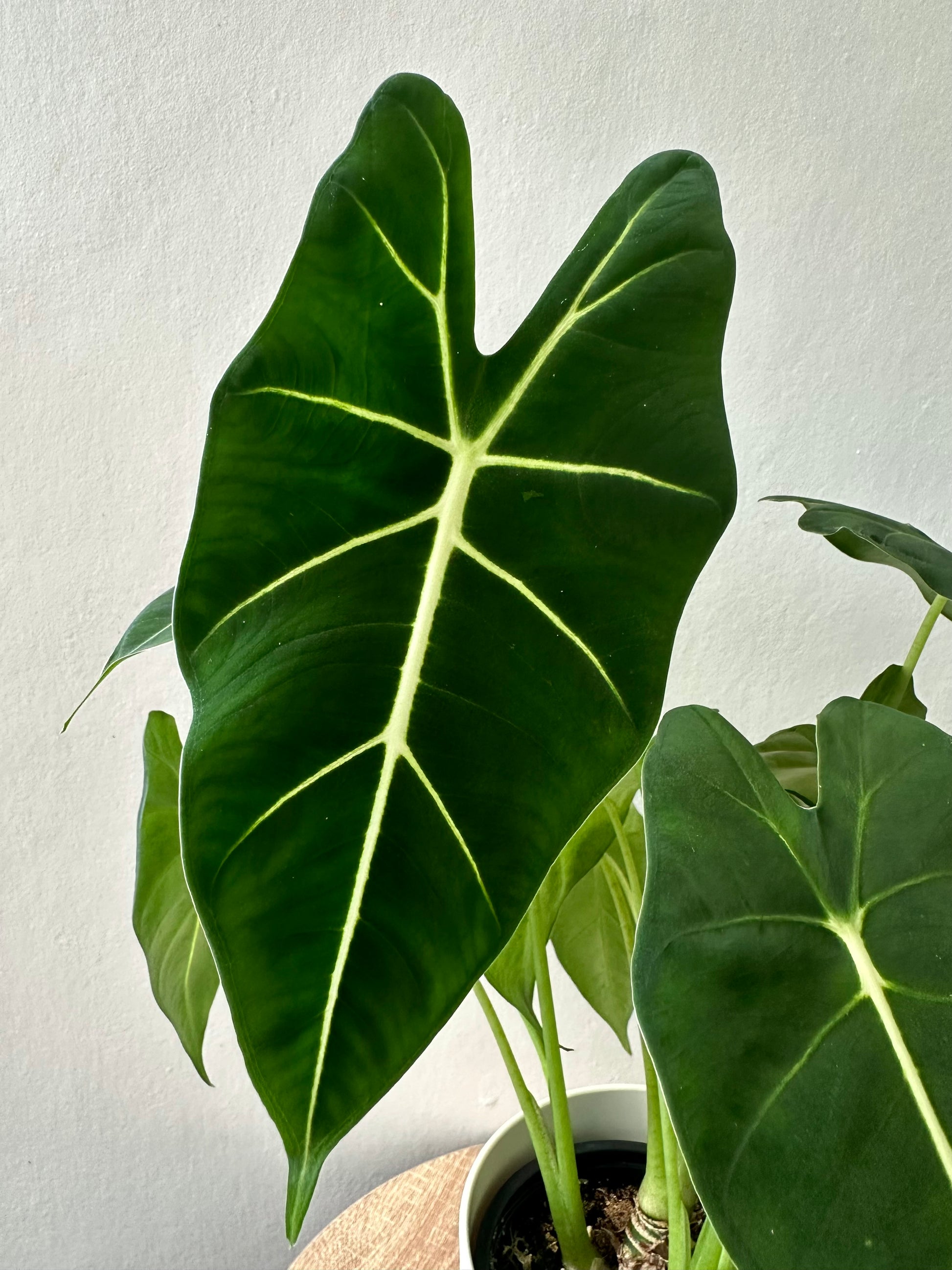 Alocasia Frydek 12cm - Urban Lush NZ