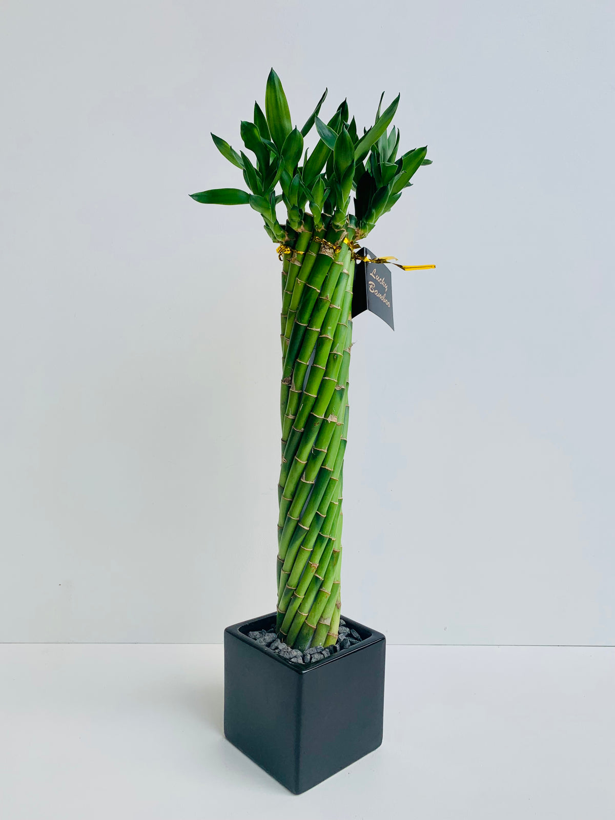 Lucky Bamboo Twists