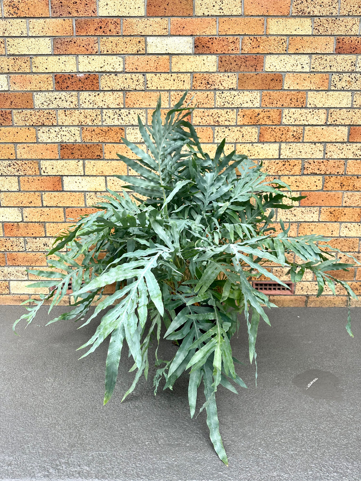 Phlebodium Blue Star Fern 23CM