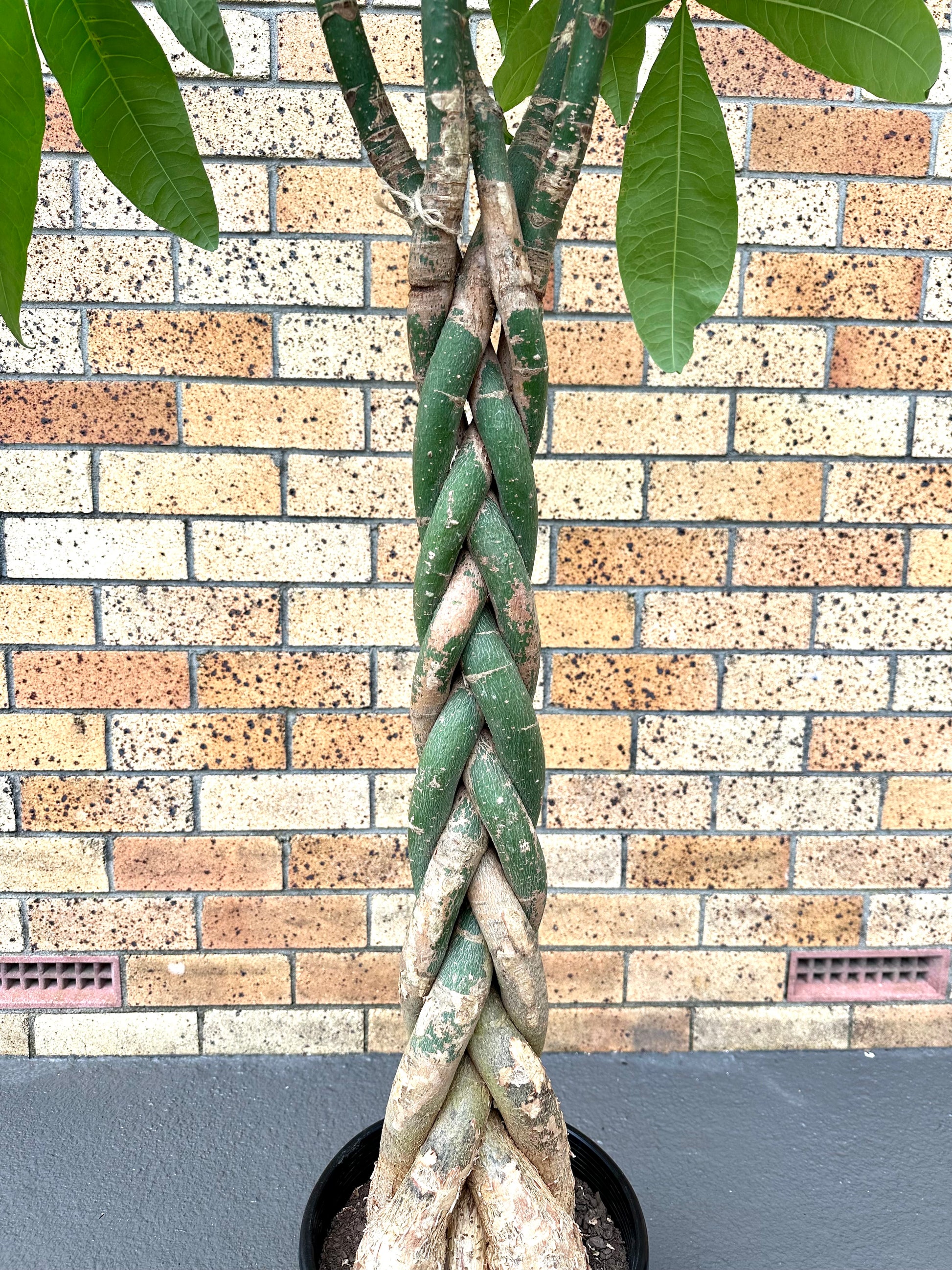 Pachira Braided (Money Tree) Large 8L - Urban Lush NZ