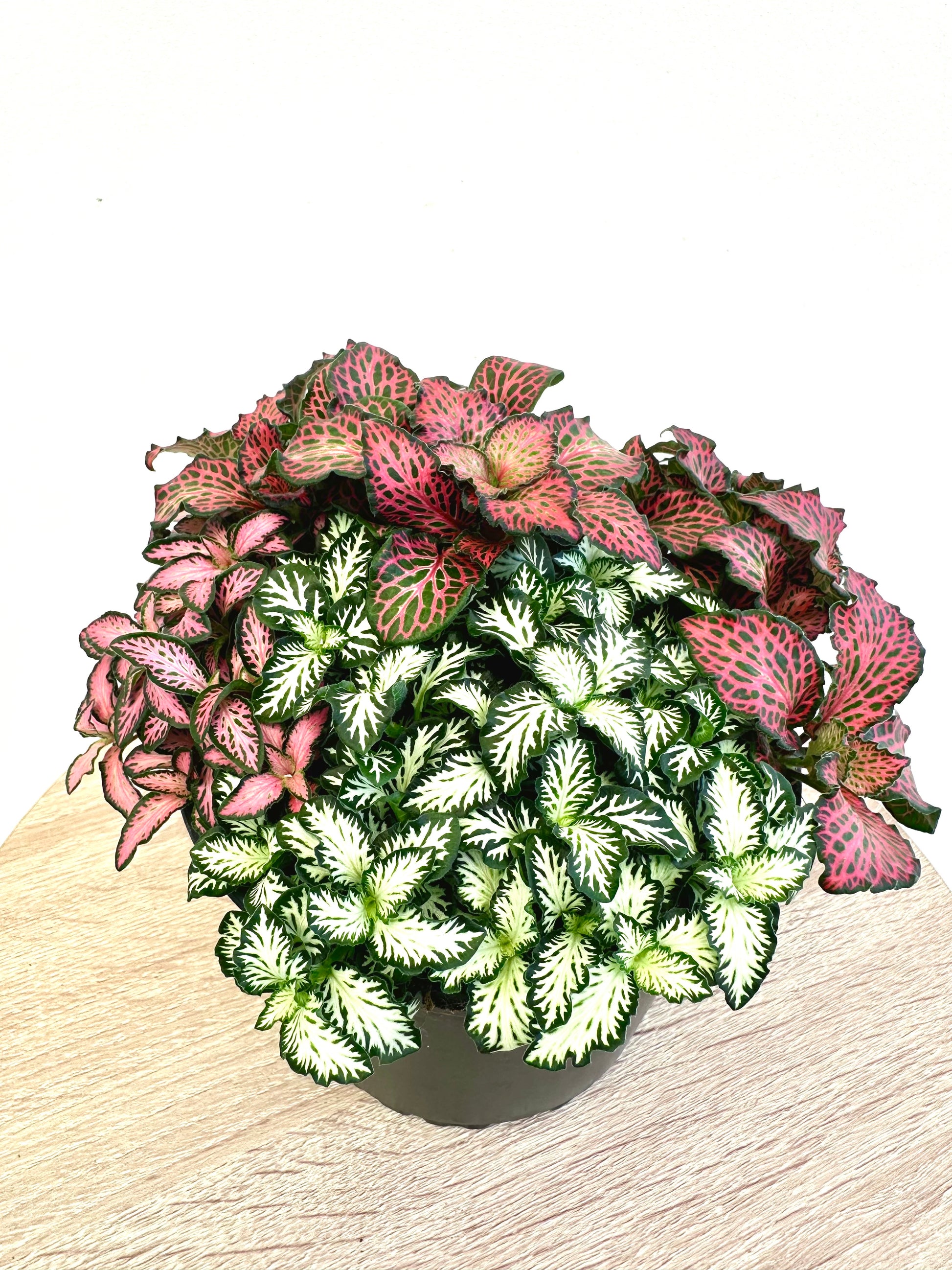 Fittonia Assorted 14CM - Urban Lush NZ