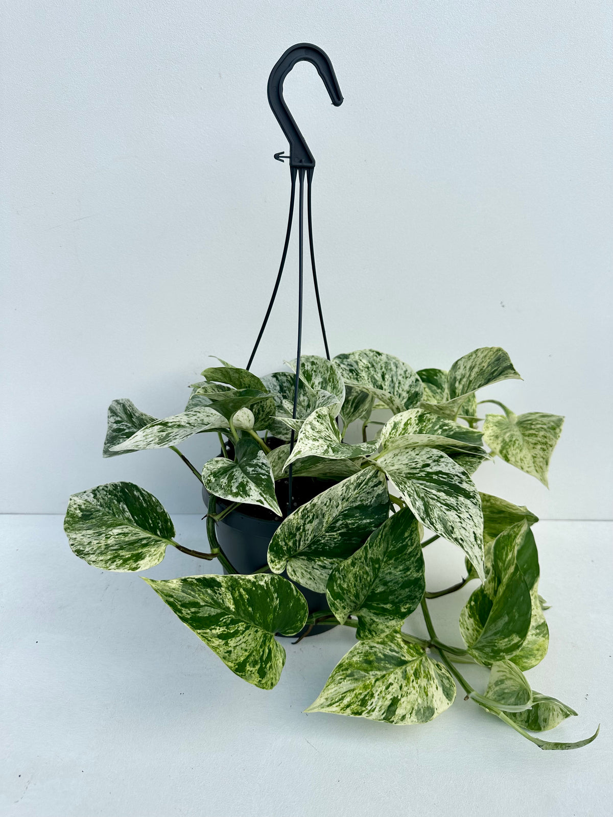 Epipremnum Marble Queen Basket 17CM - Urban Lush NZ