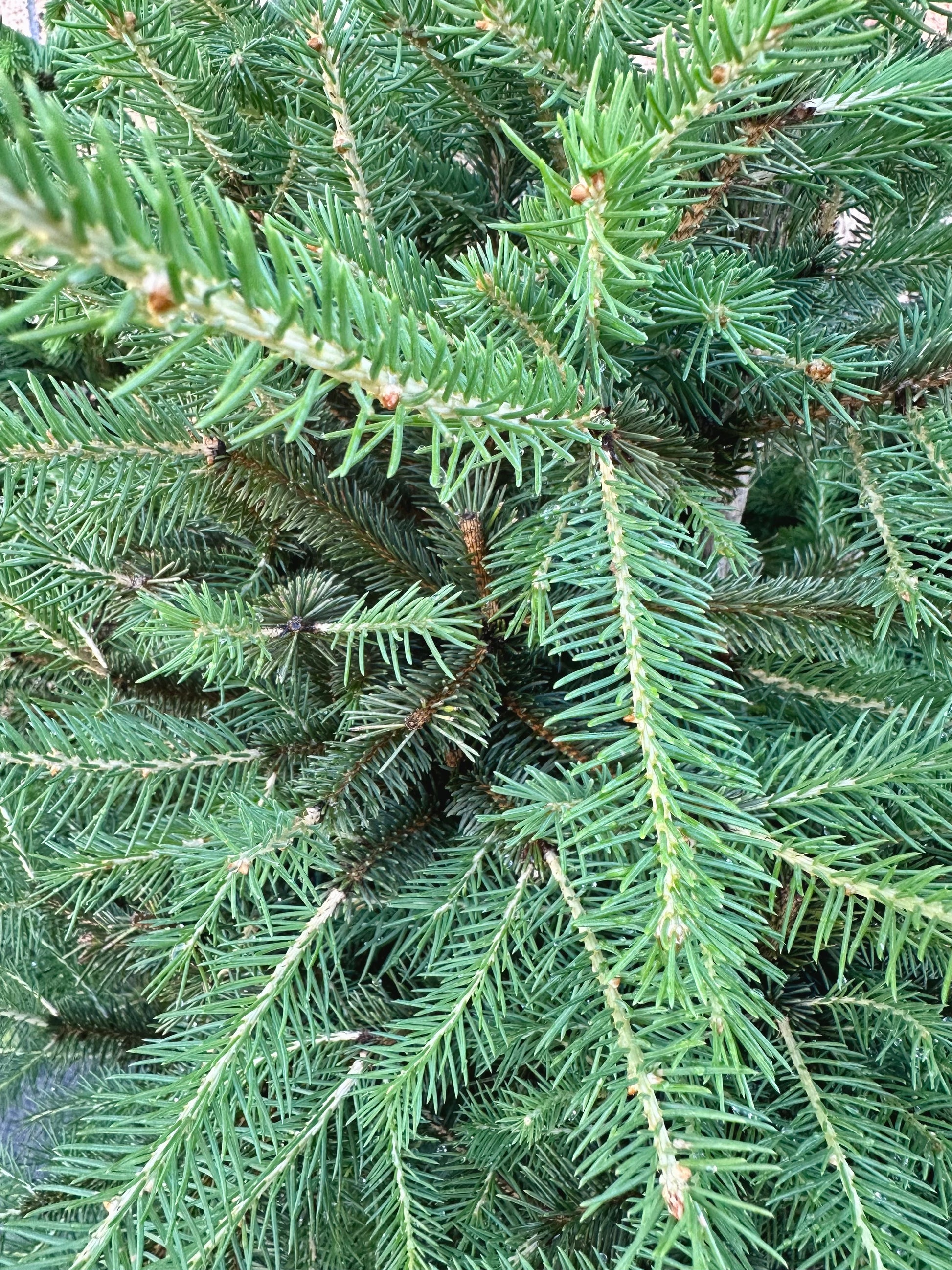 Picea Abies 8L - Urban Lush NZ