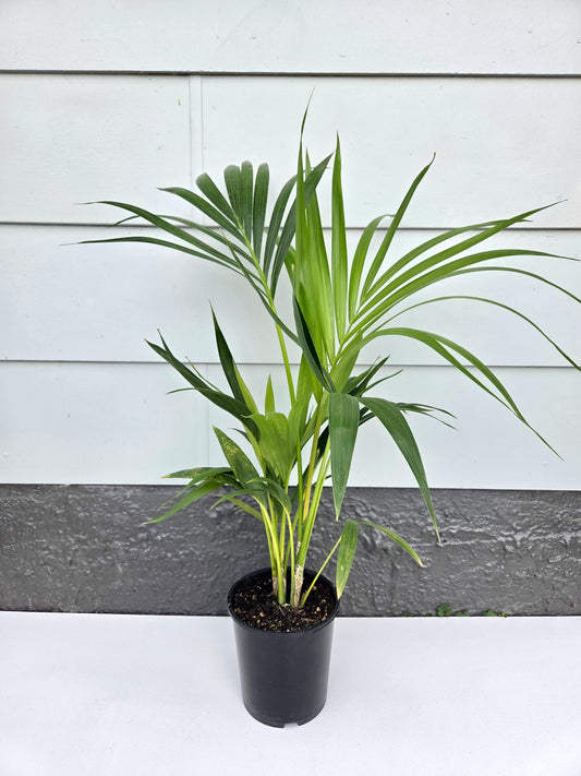 Kentia Palm - Howea Forsteriana 2.5L