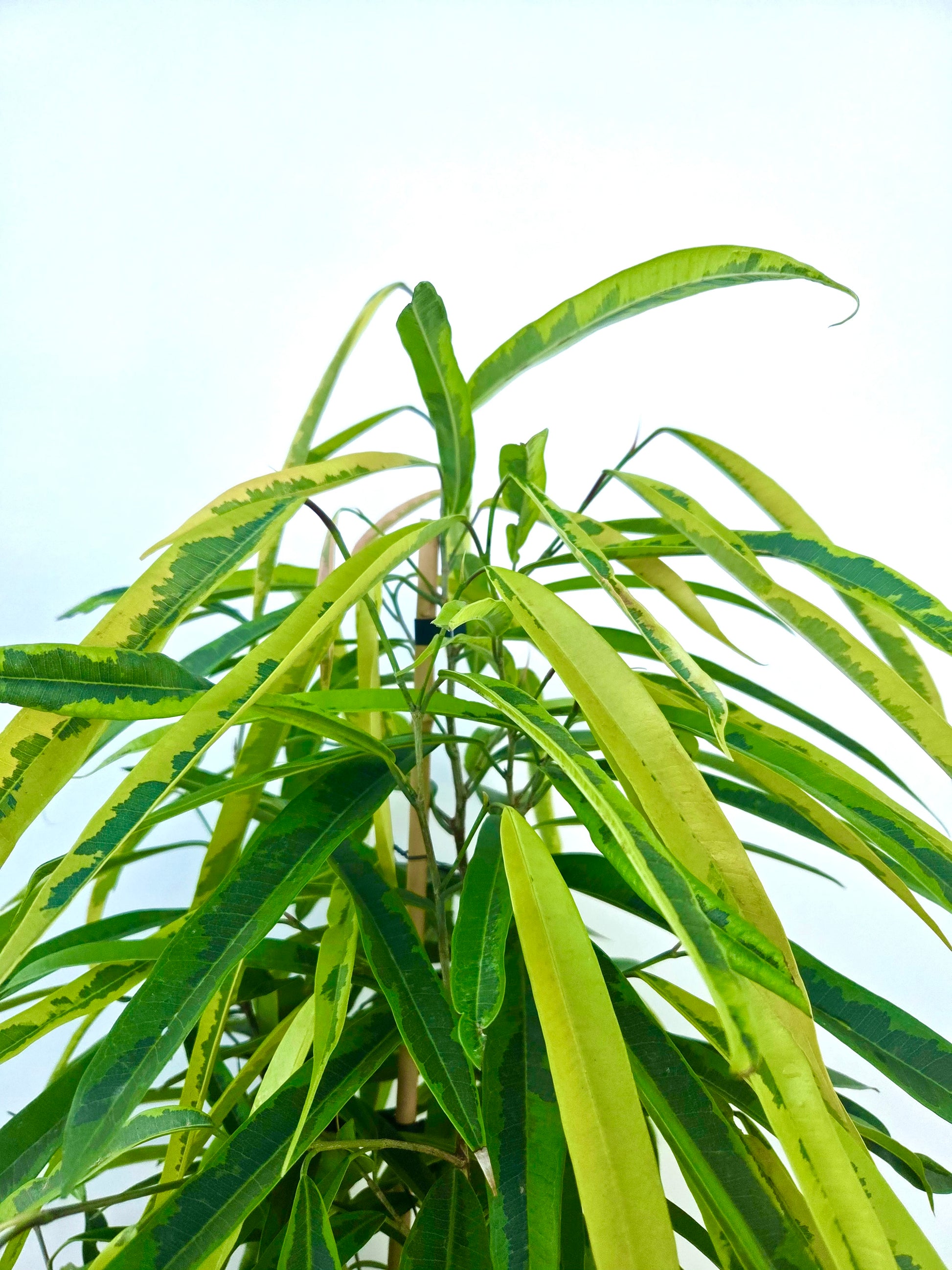 Ficus Amstel Green Gold 25CM - Urban Lush NZ