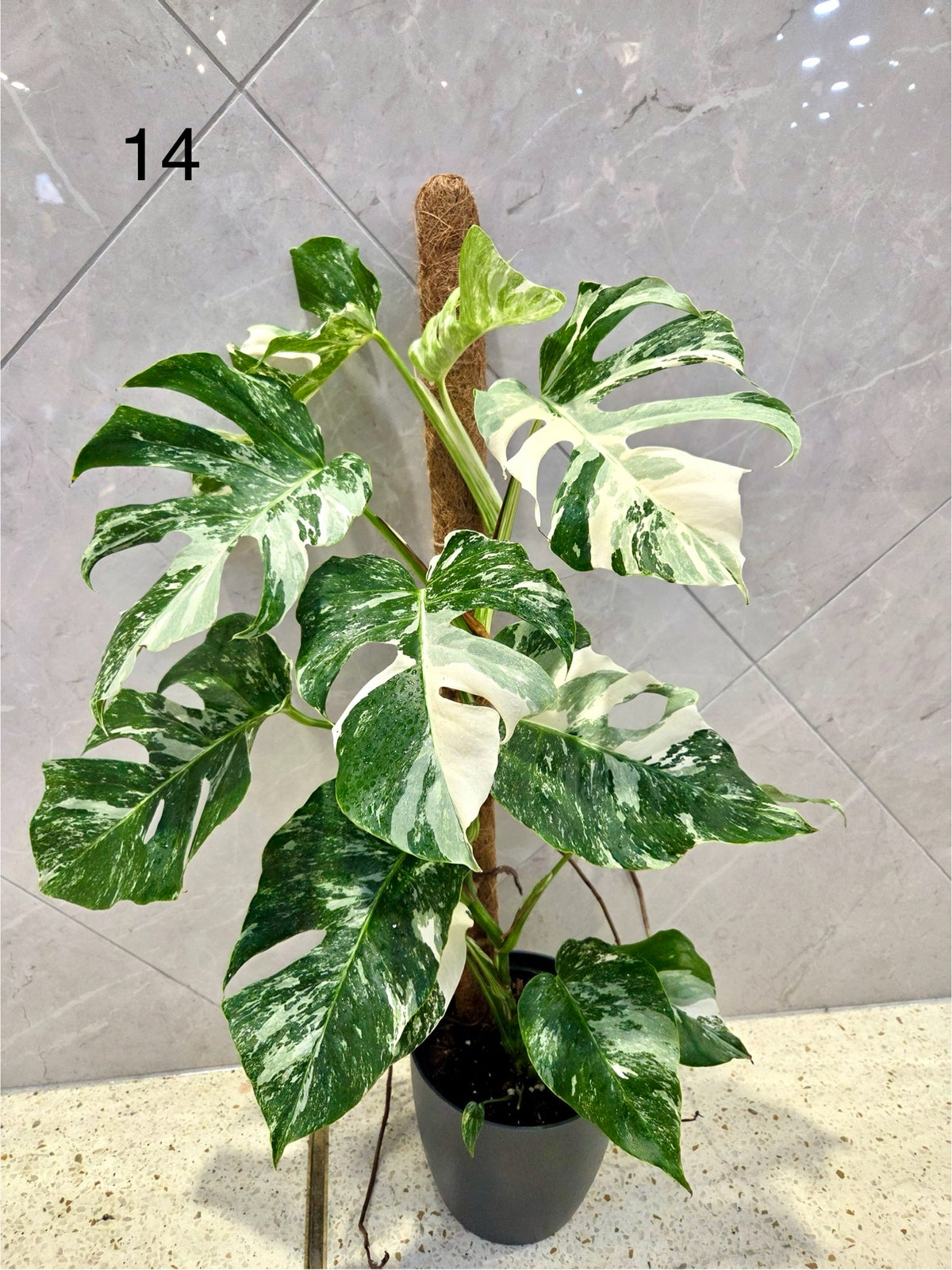 Monstera Deliciosa Albo 17CM - Urban Lush NZ