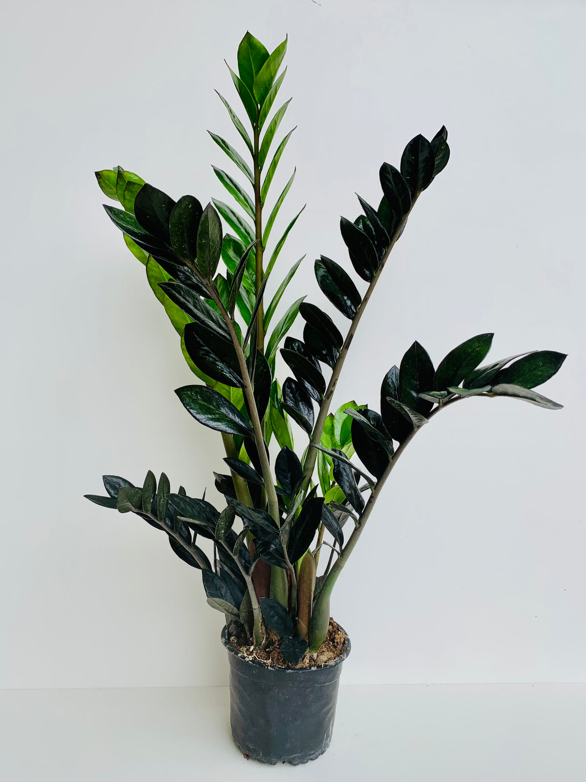 Zamioculcas Zamiifolia Black Knight 12cm
