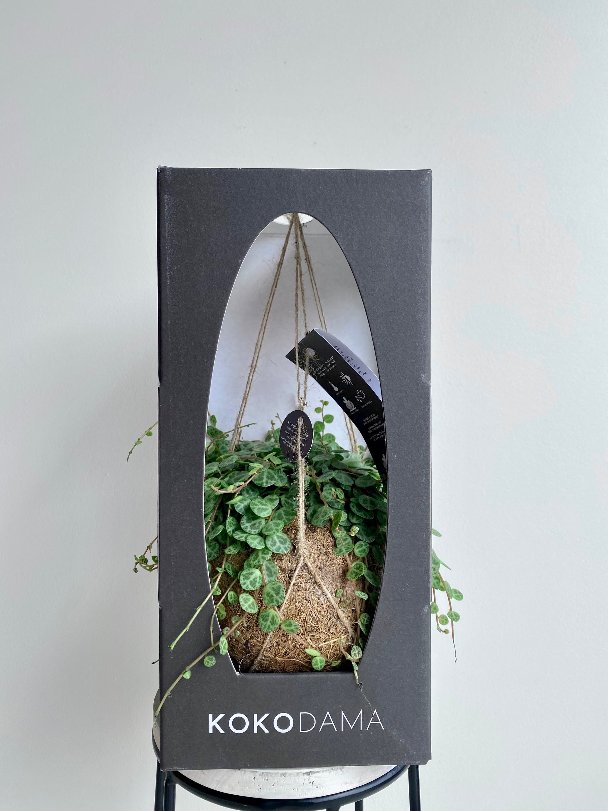 Kokodama Assorted - Urban Lush NZ