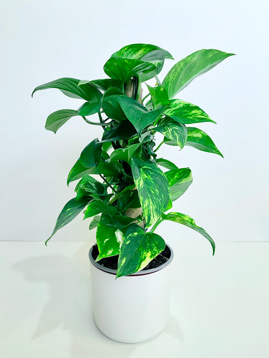 Epipremnum ‘Devils Ivy’ 3.5L - Urban Lush NZ