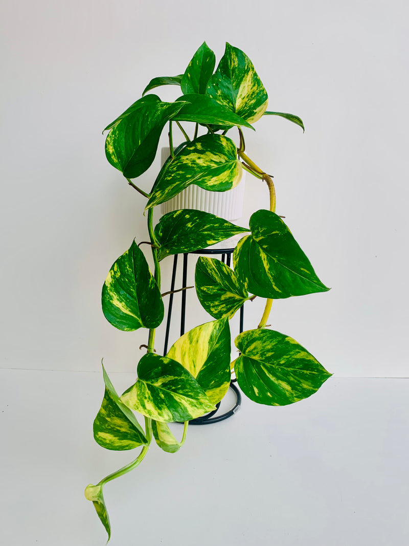 Epipremnum Aureum Golden Pothos 12cm - Urban Lush NZ