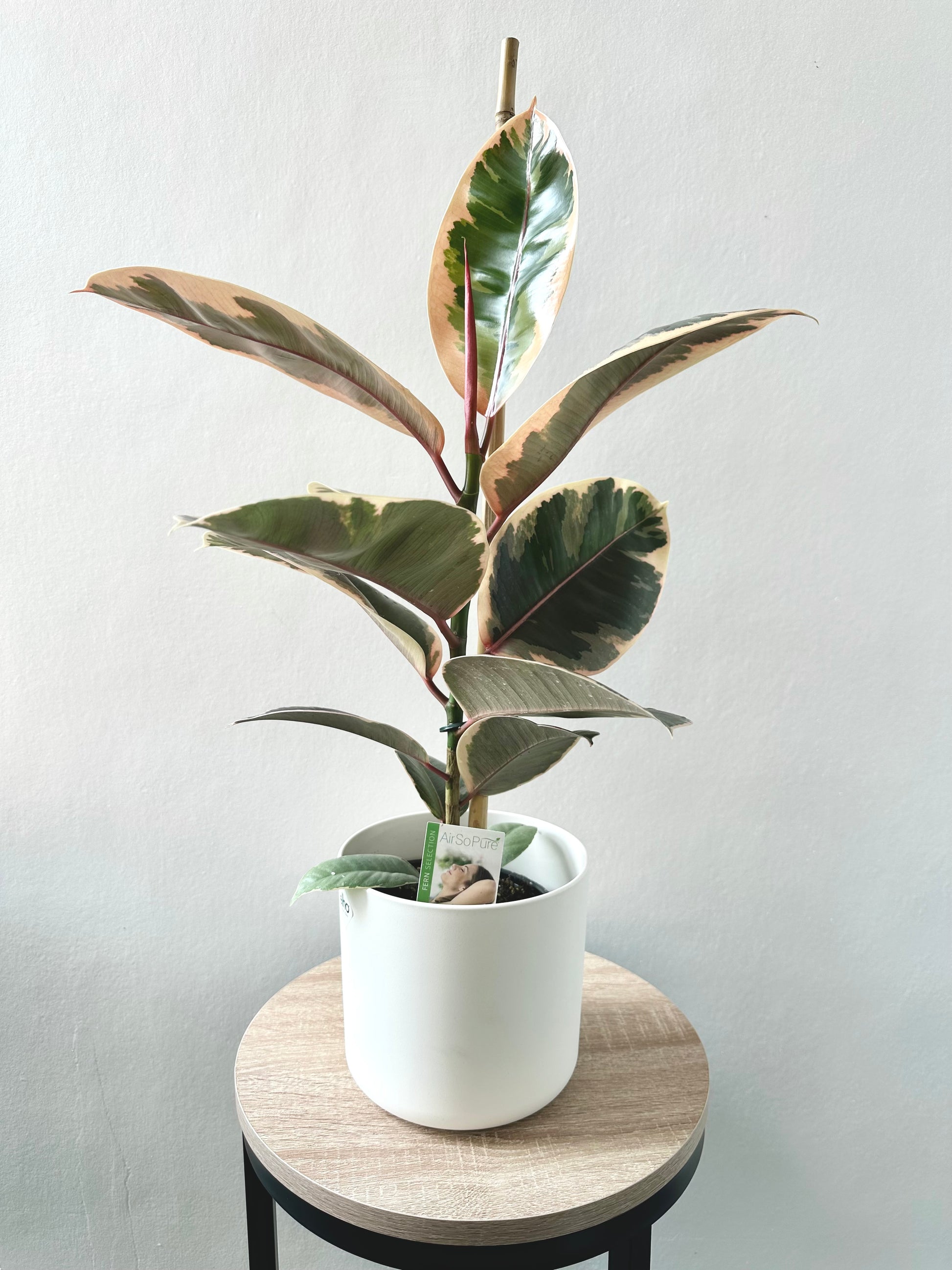 Ficus Ruby 14cm - Urban Lush NZ