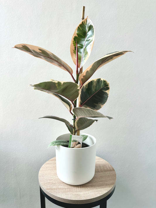 Ficus Ruby 14cm - Urban Lush NZ