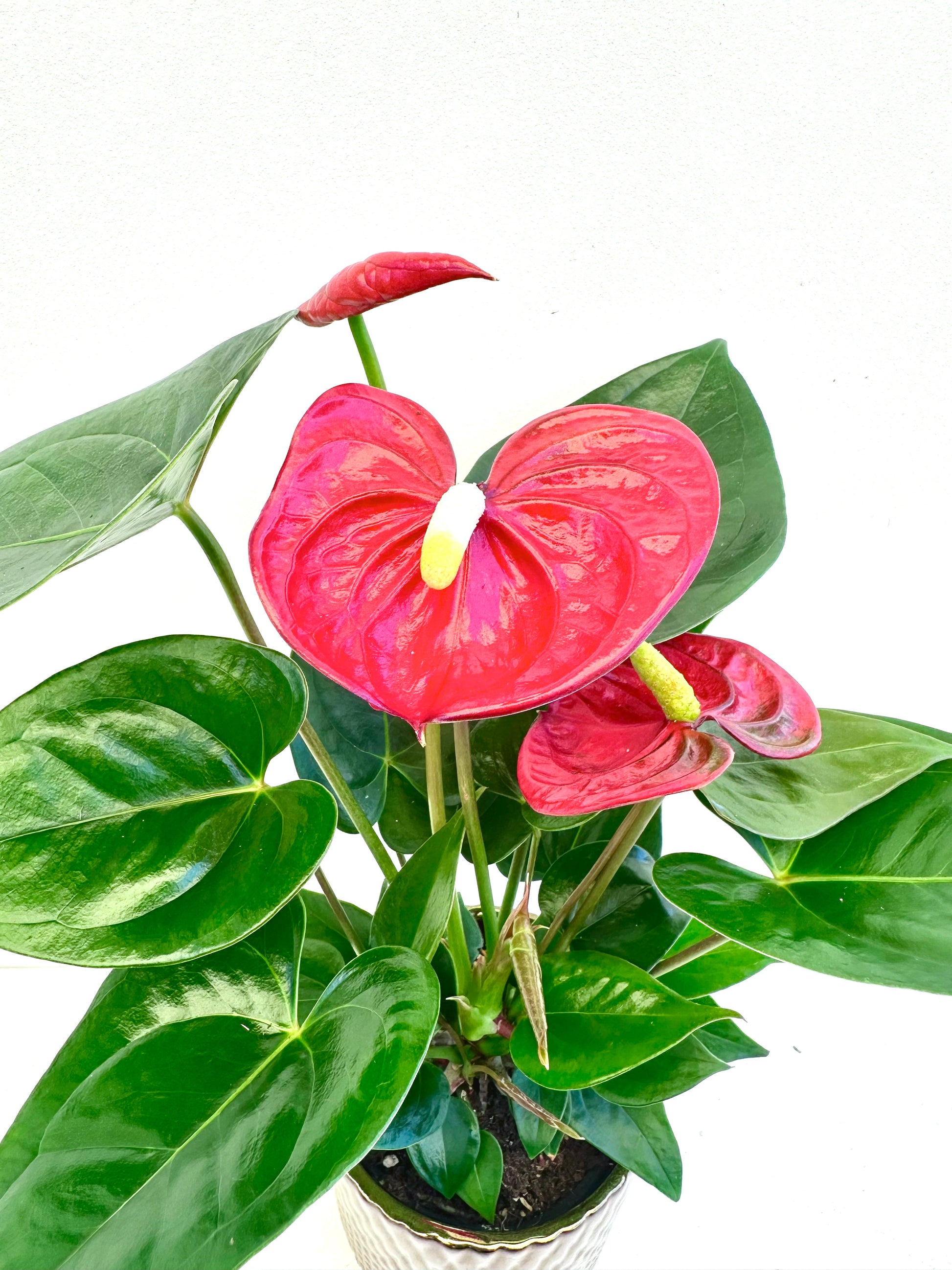 Anthurium Assorted Ceramic in 9CM - Urban Lush NZ