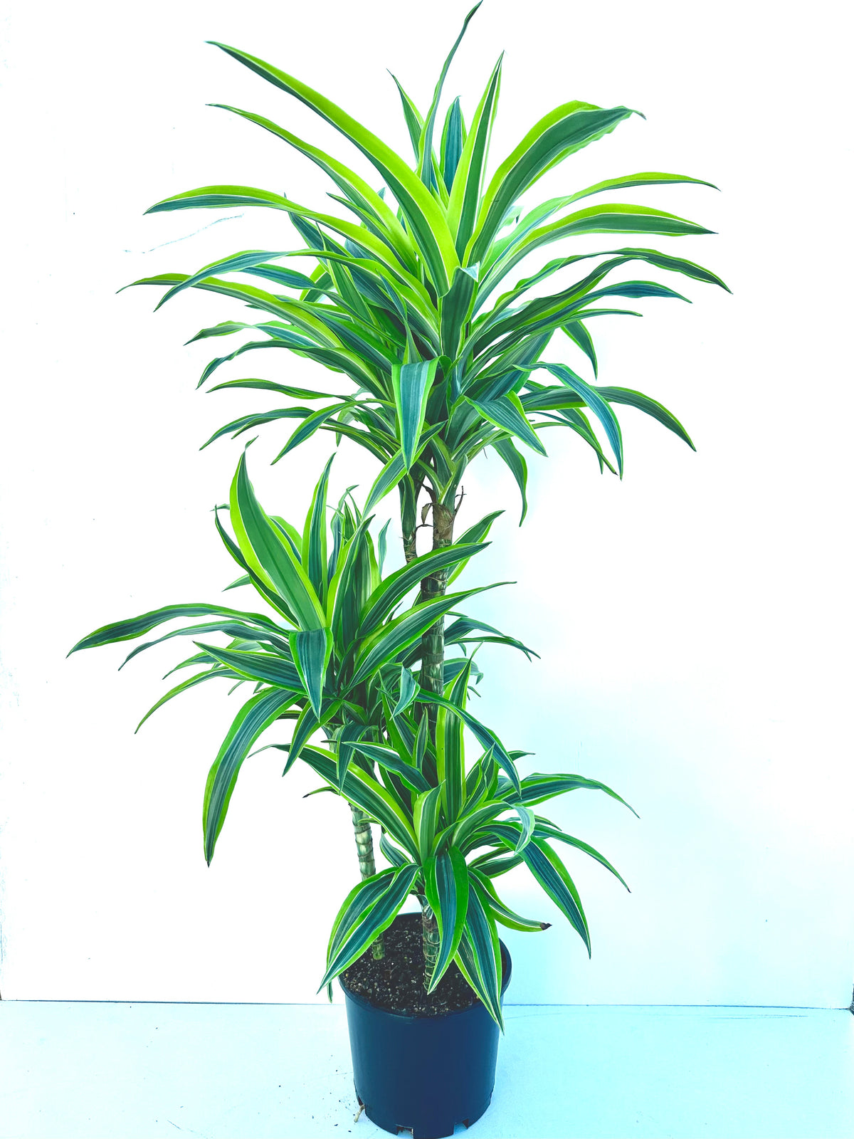 Dracaena Green Stripe Tripple Planted 4.5L - Urban Lush NZ