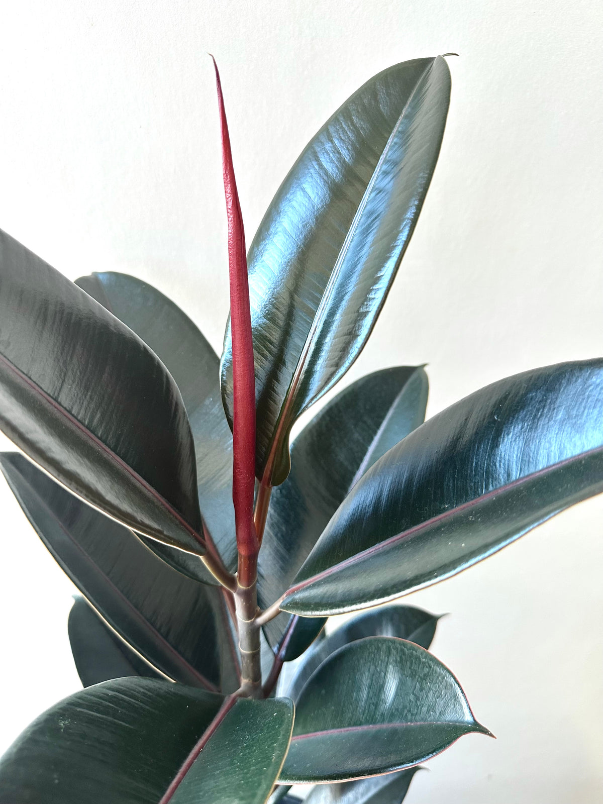 Ficus Black Night 20CM