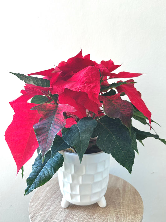 Poinsettia 12CM - Urban Lush NZ