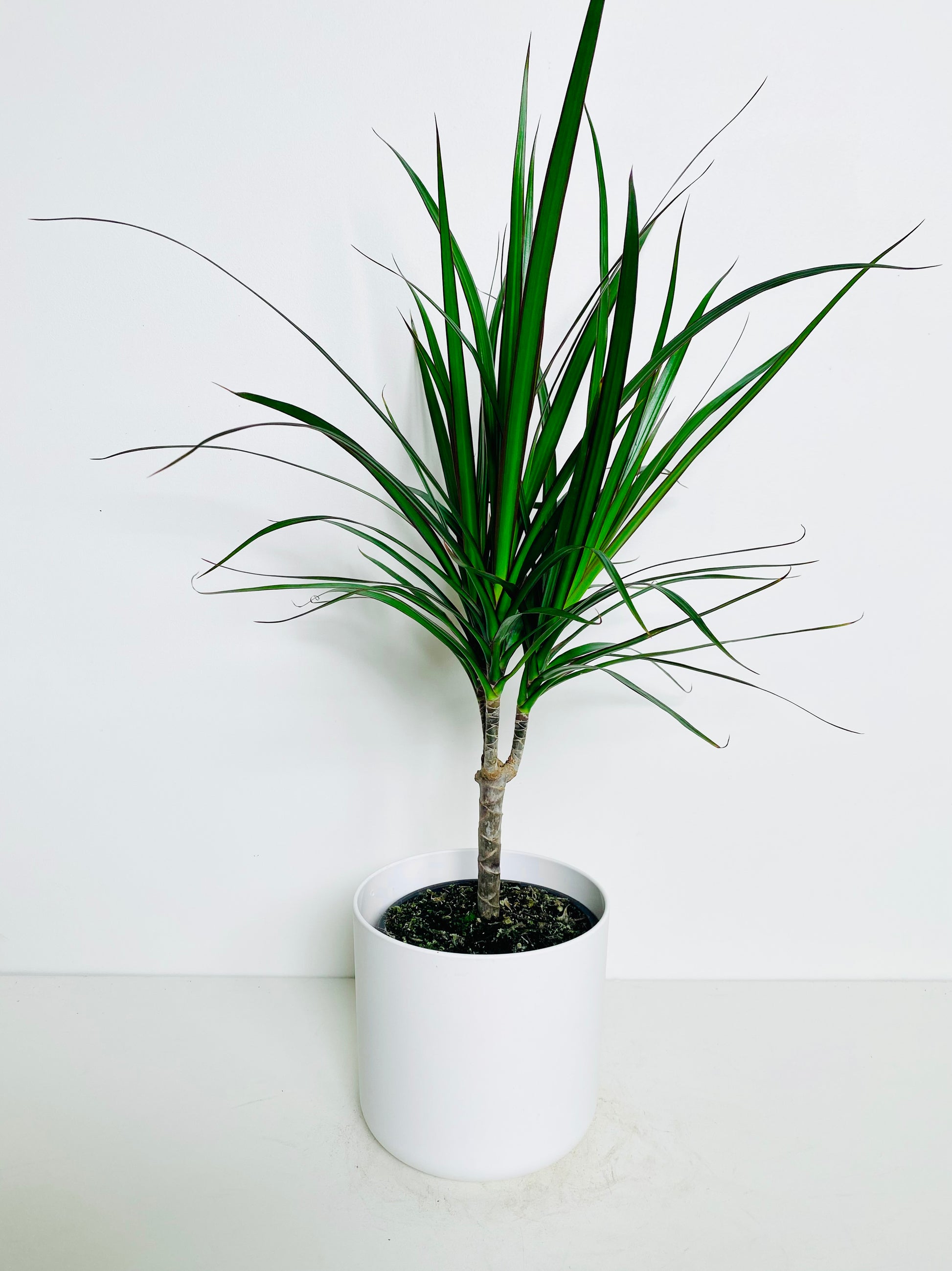 dracaena plant nz Dracaena | Dracaena Marginata 15CM