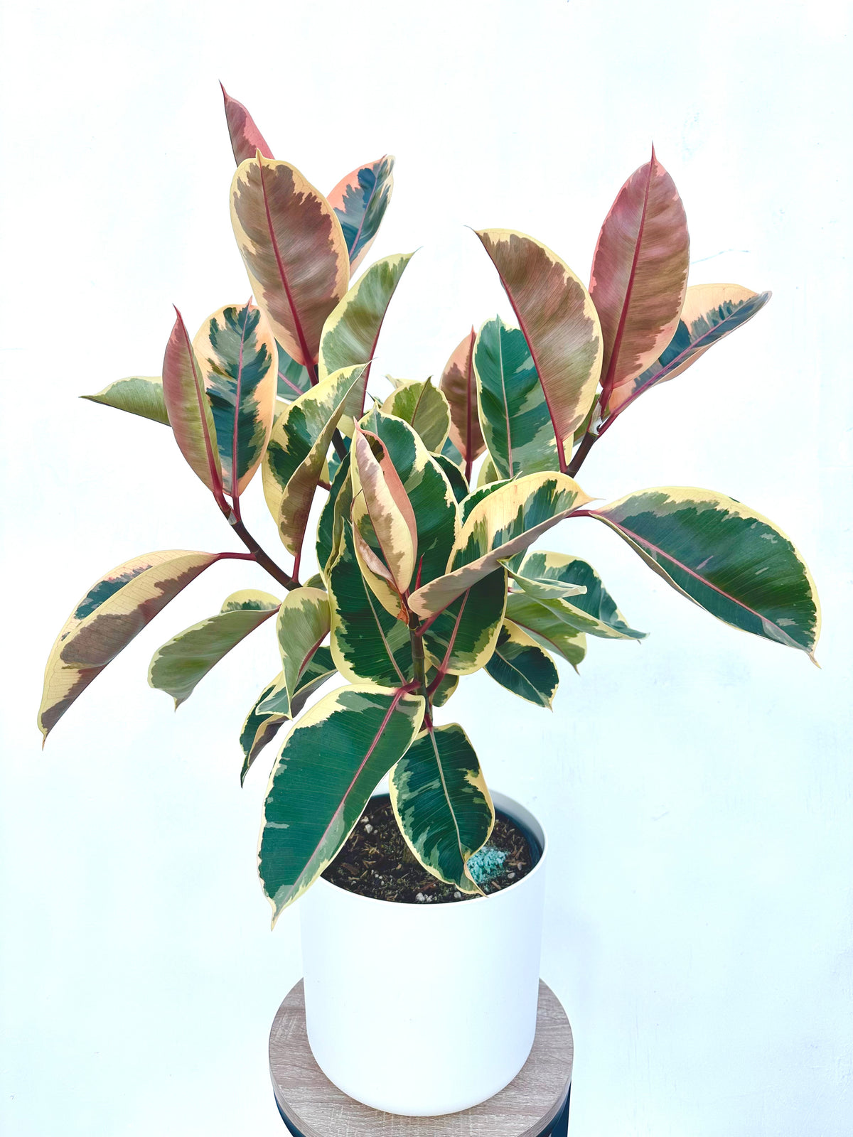 Ficus Tineke Multi Branched 6L