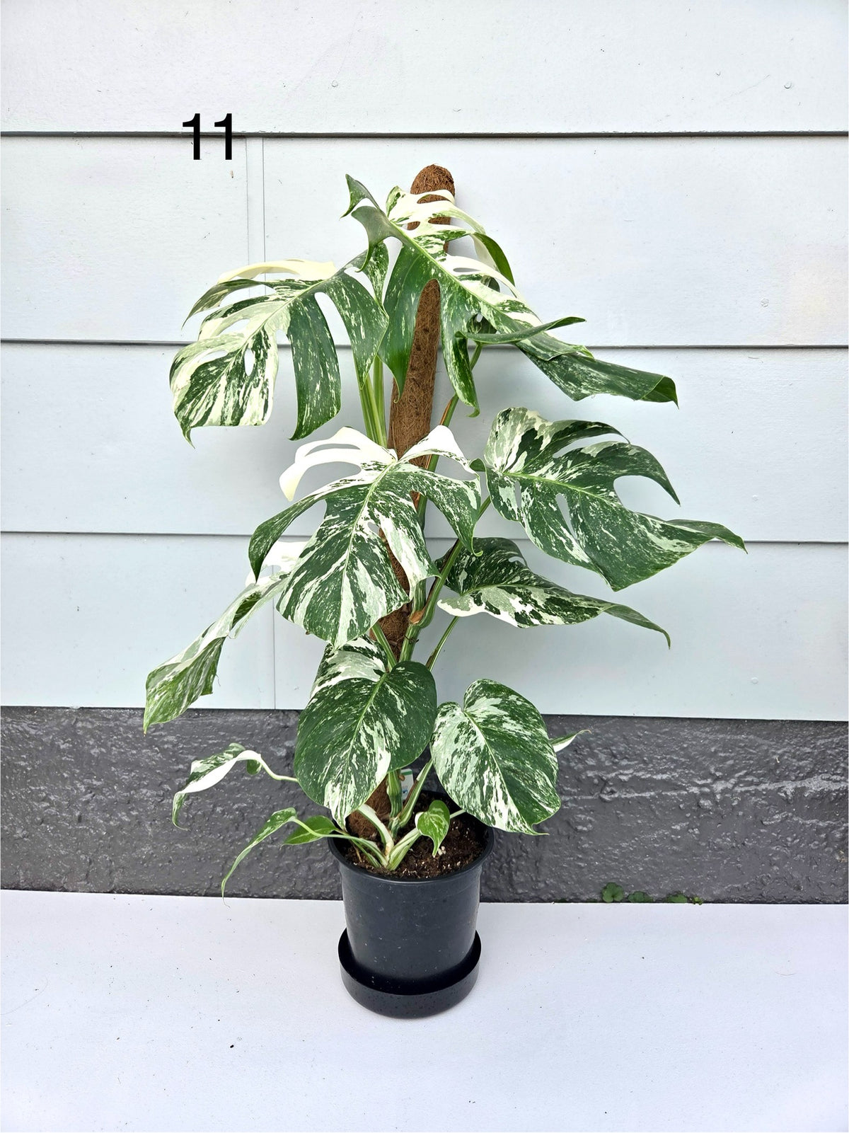 Monstera Deliciosa Albo 17CM - Urban Lush NZ