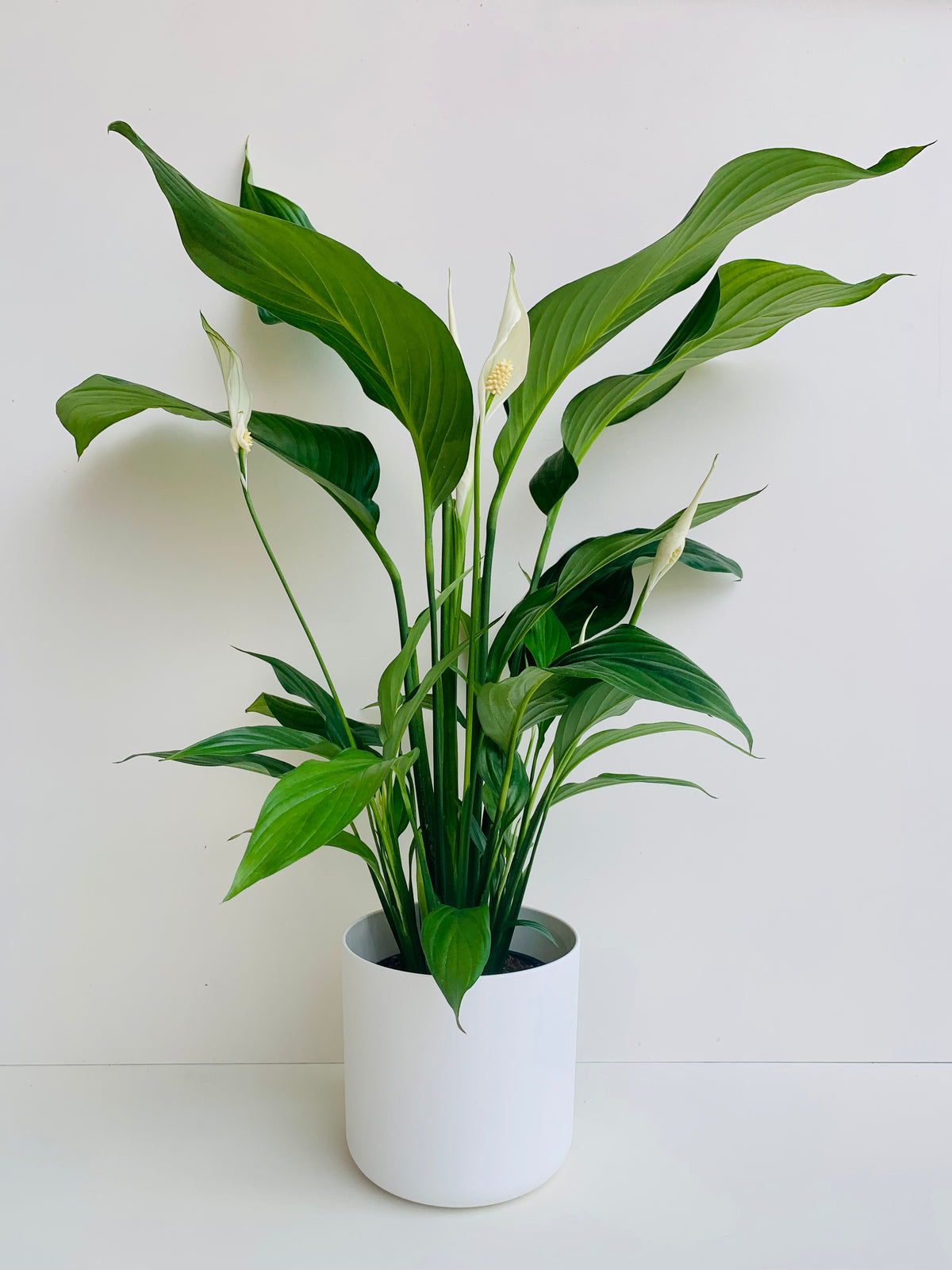 Spathiphyllum Sylvana - Peace Lily 15cm - Urban Lush NZ