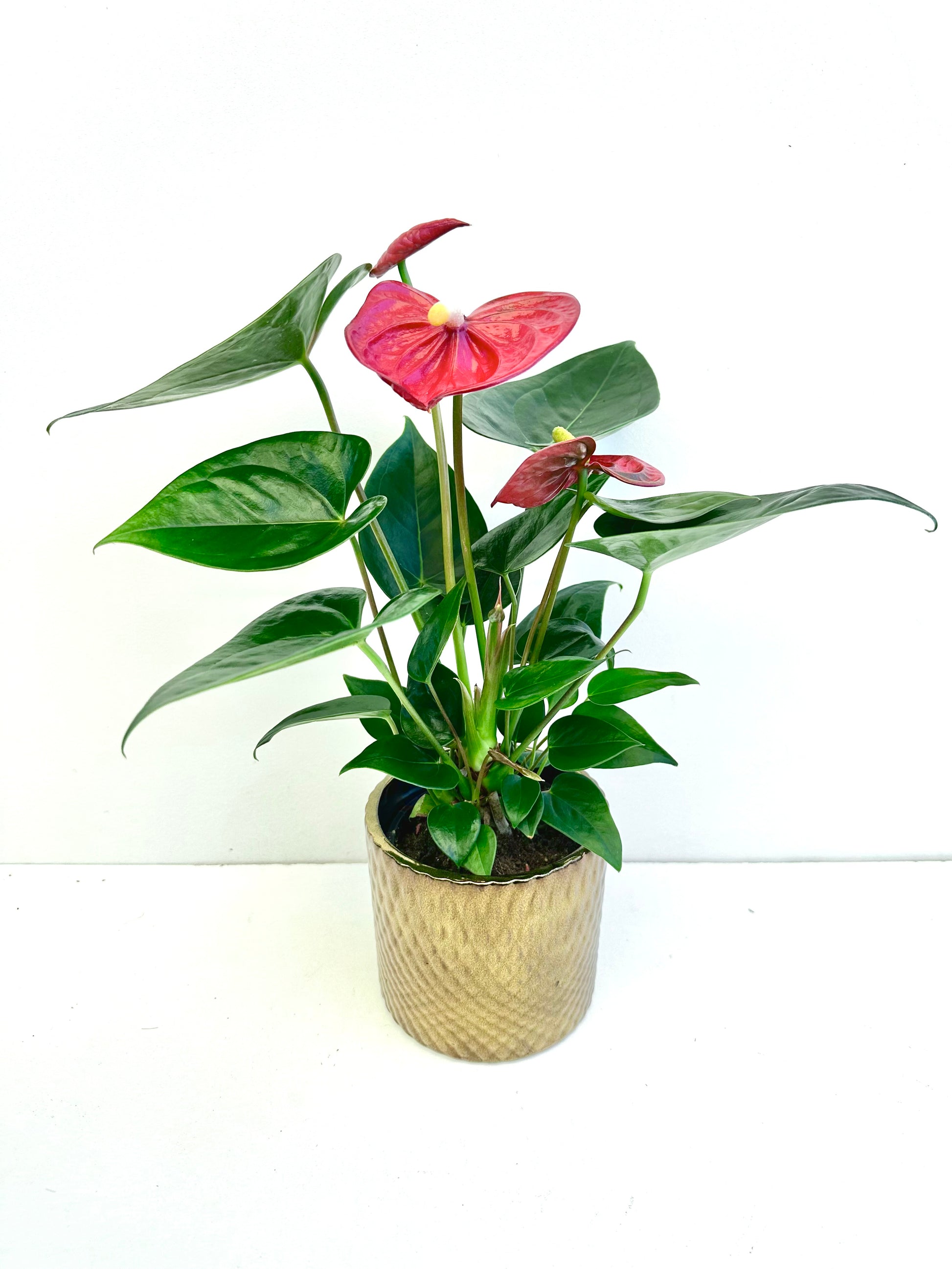 Anthurium Assorted Ceramic in 9CM - Urban Lush NZ