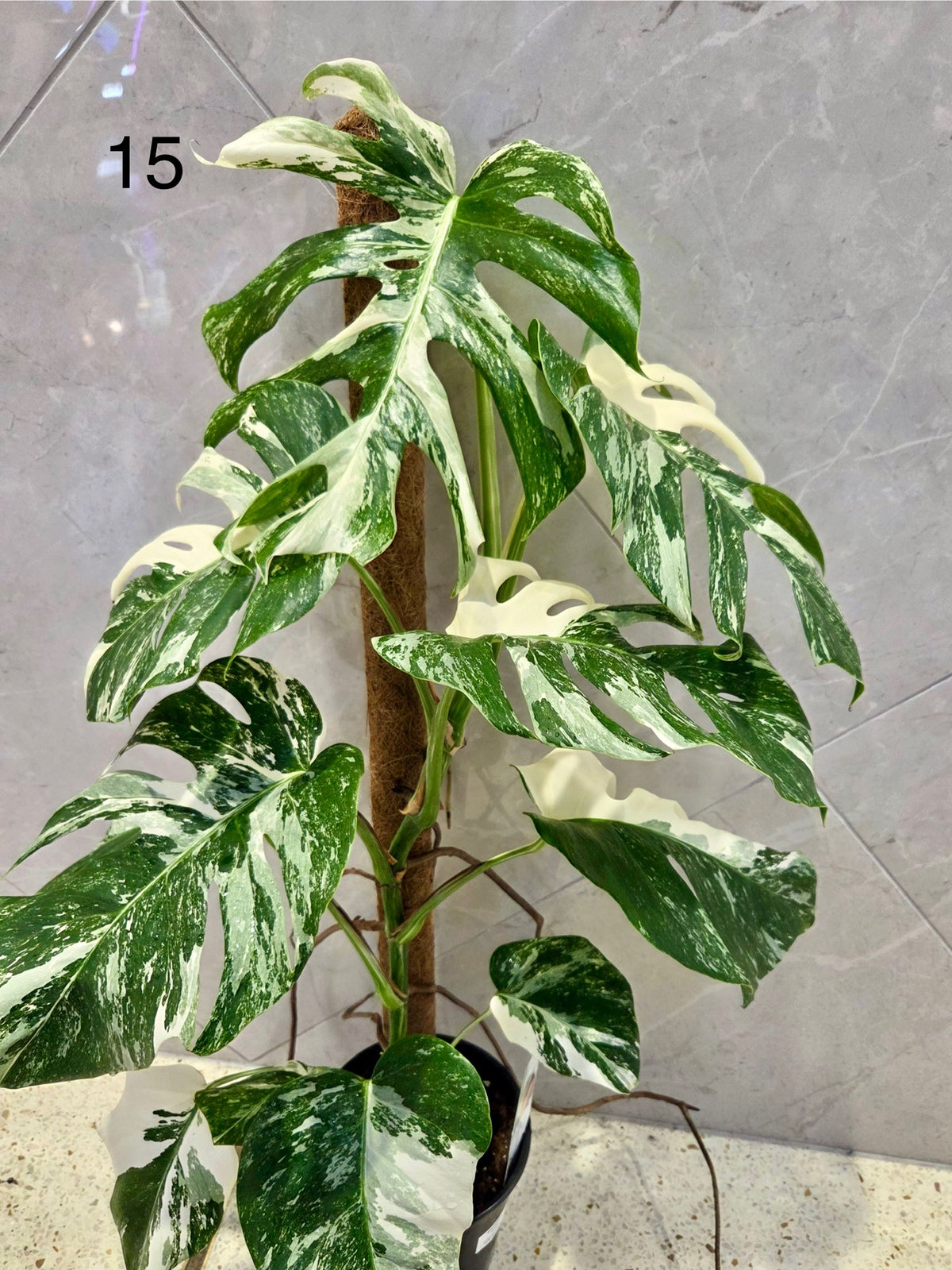 Monstera Deliciosa Albo 17CM - Urban Lush NZ