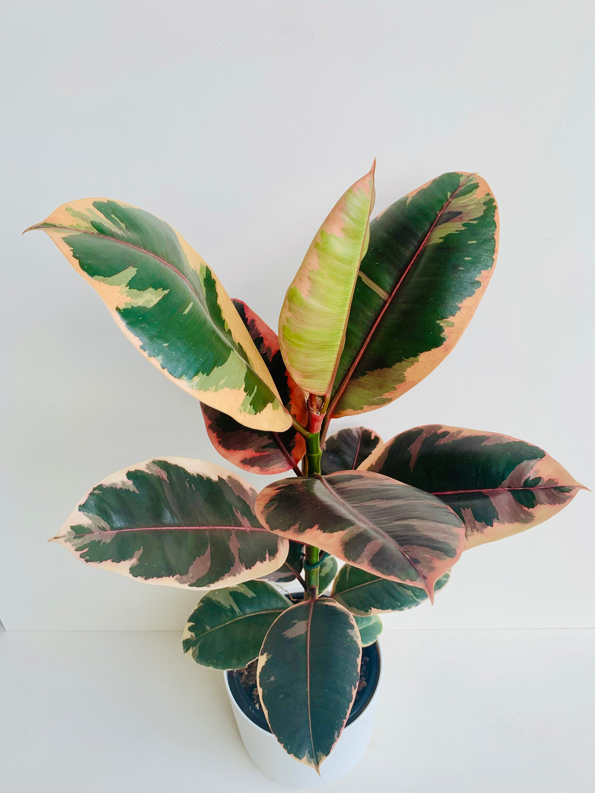 Ficus Ruby 2.5L - Urban Lush NZ