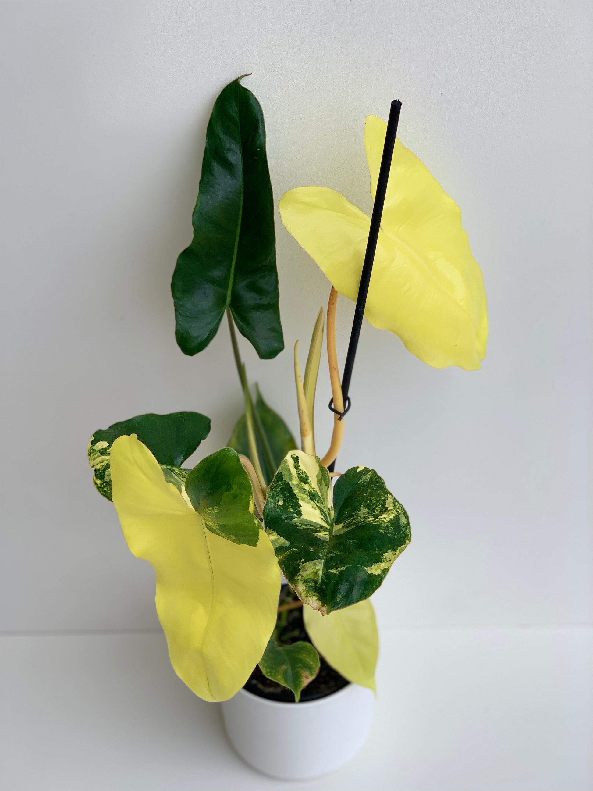 Philodendron Burl Marx 12cm - Urban Lush NZ