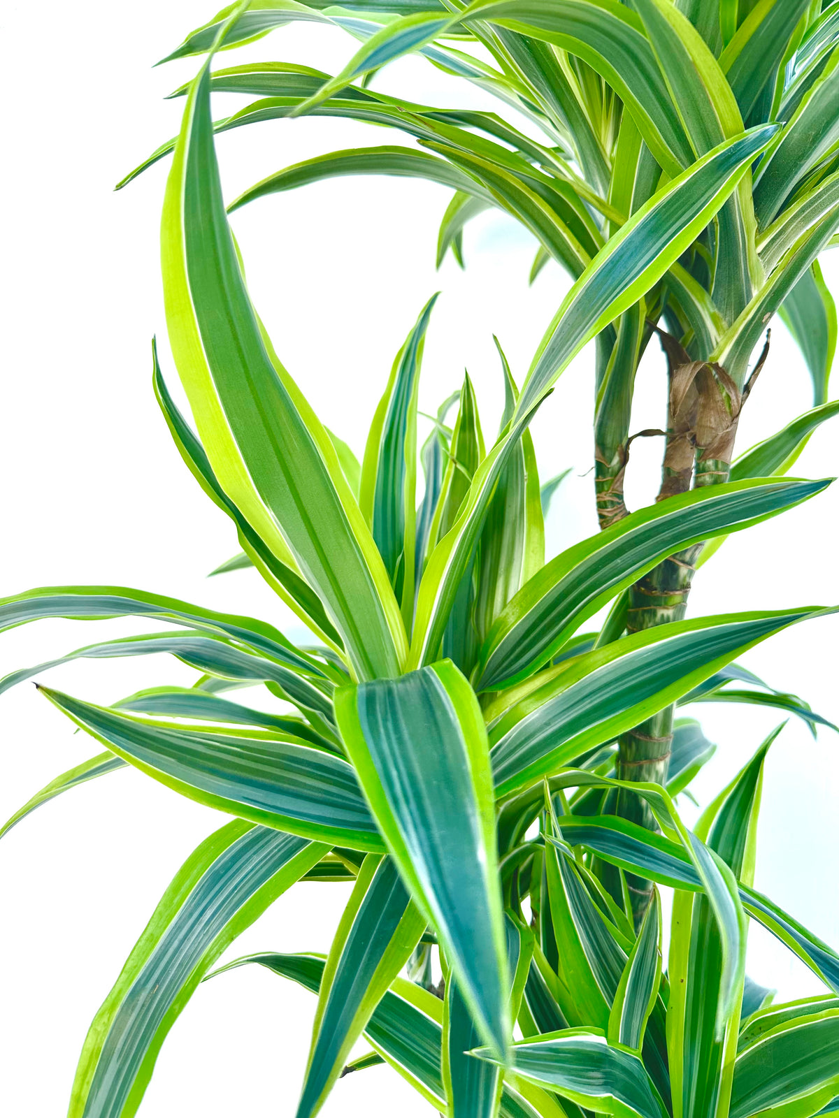 Dracaena Green Stripe Tripple Planted 4.5L